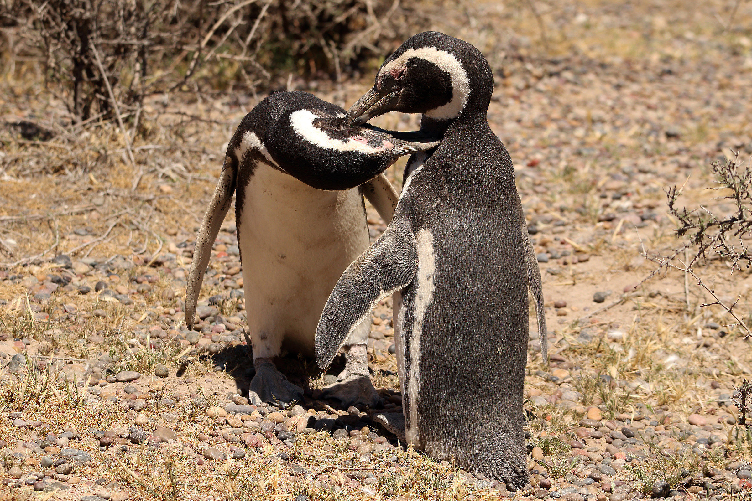 Tenderness "Pinguina"