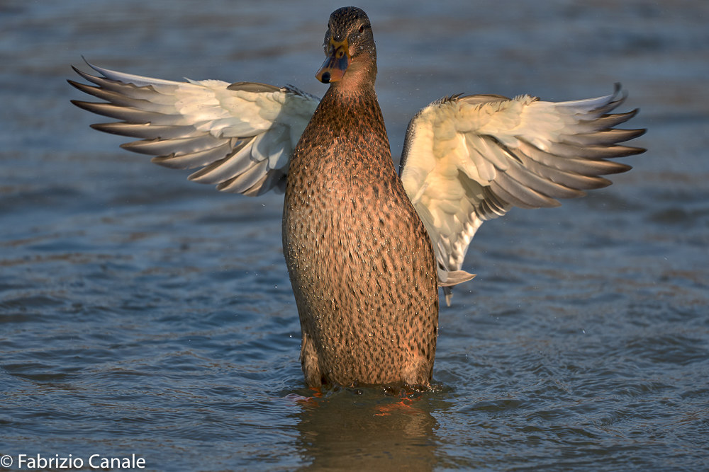 How beautiful I am...