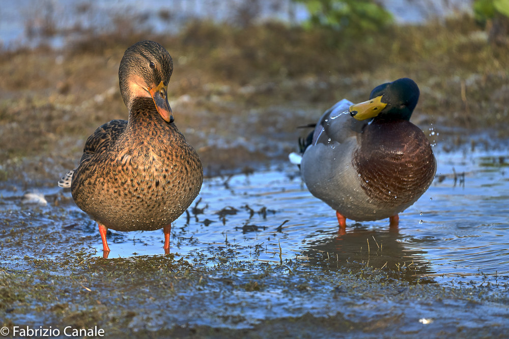 Mi fai schifo e ti sputo in un occhio!