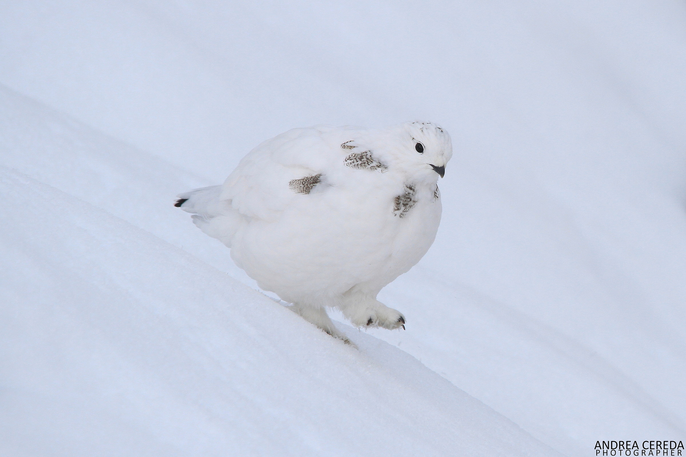 Lag lagopus ssp Helvetica-White Partridge
