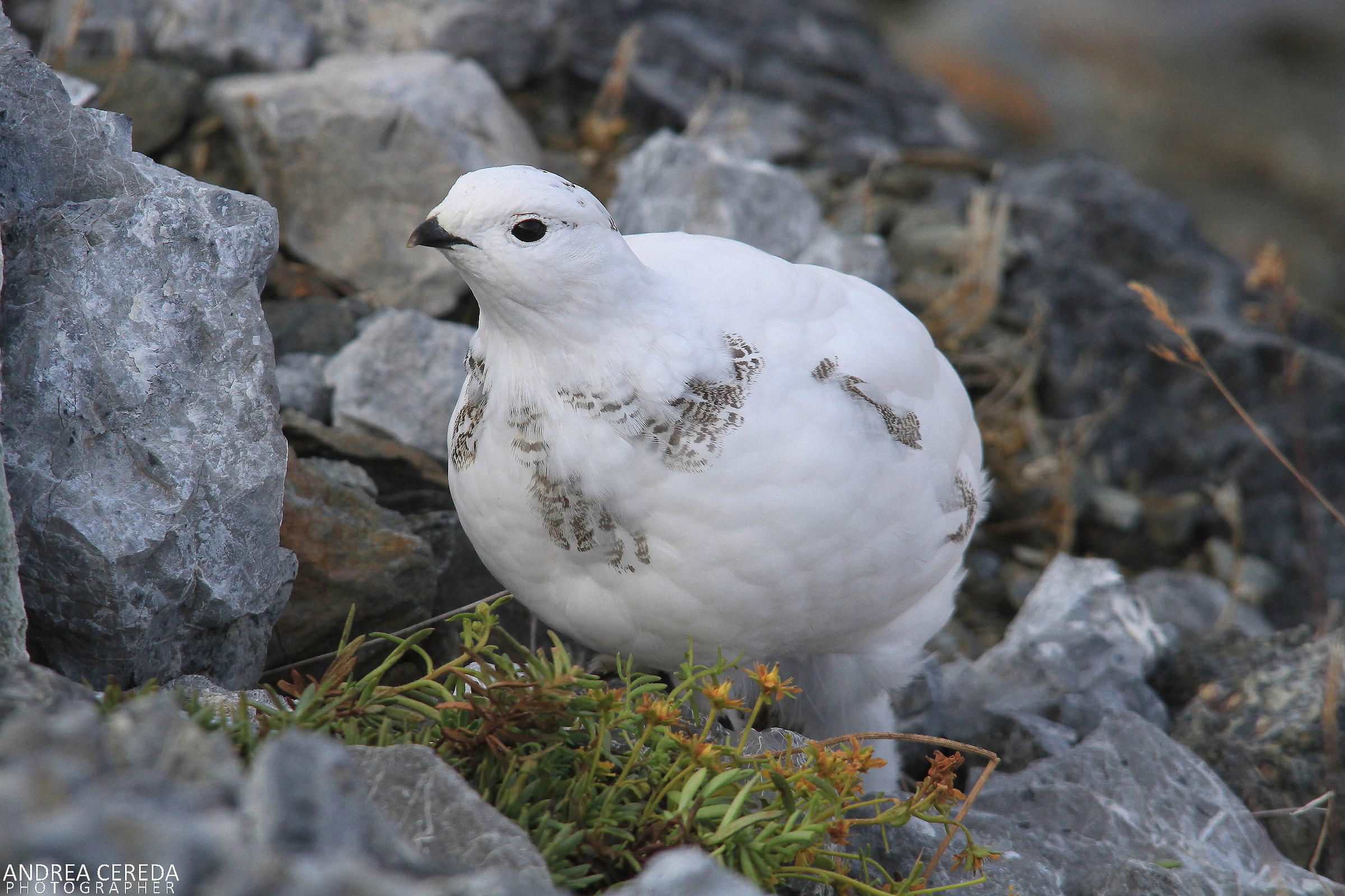 Lag lagopus ssp Helvetica-White Partridge