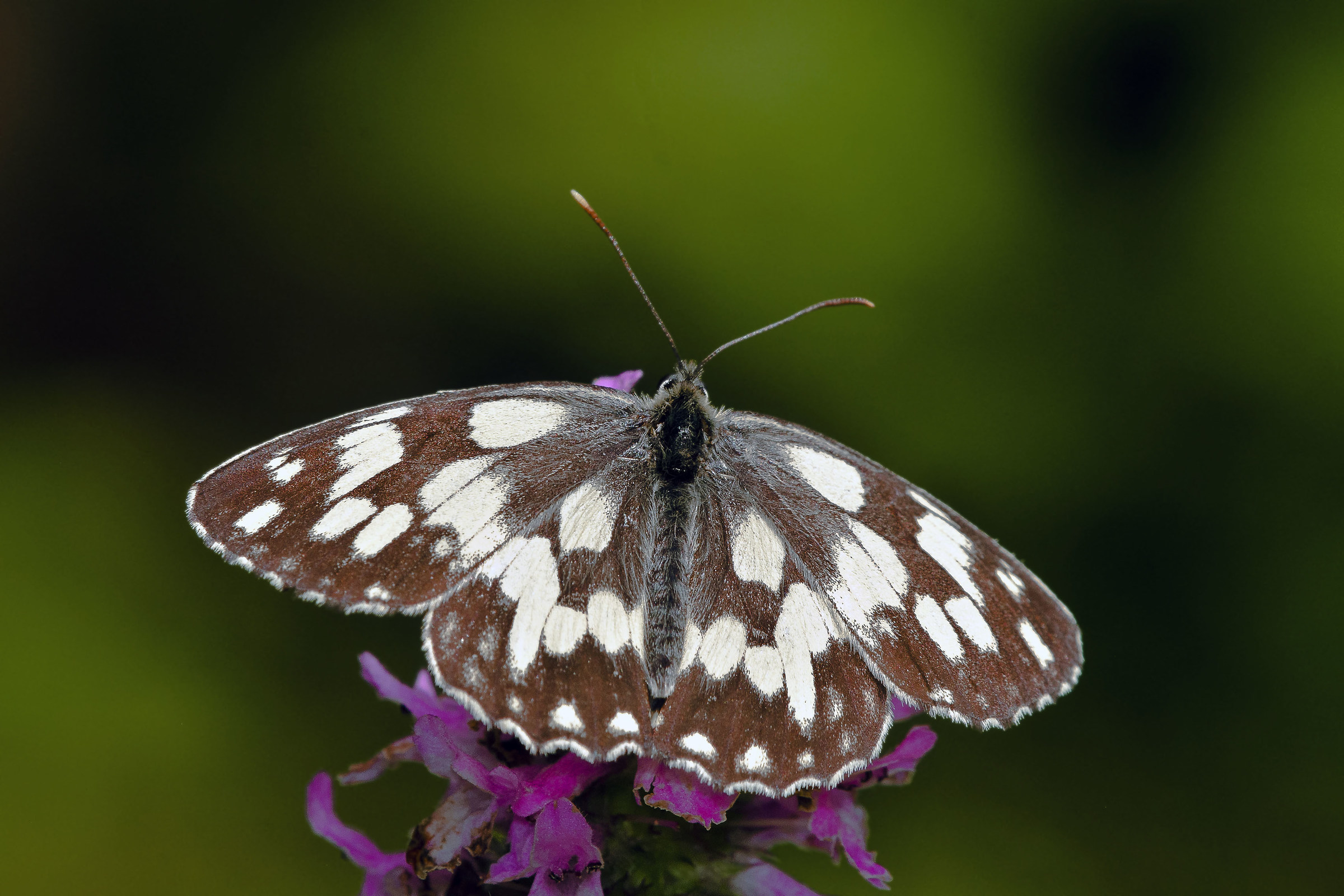 Melanargia galathea
