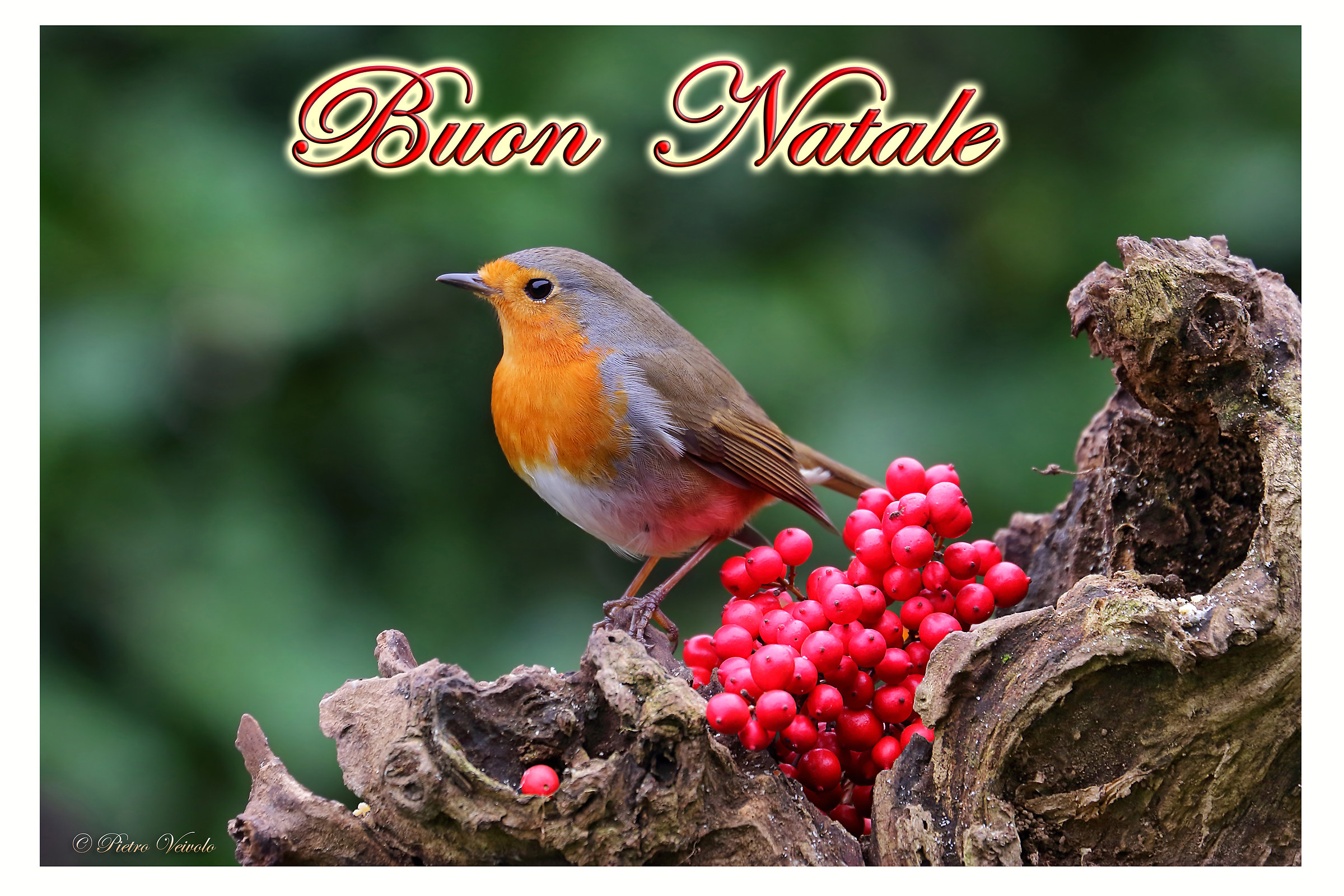 Buon Natale a tutti...