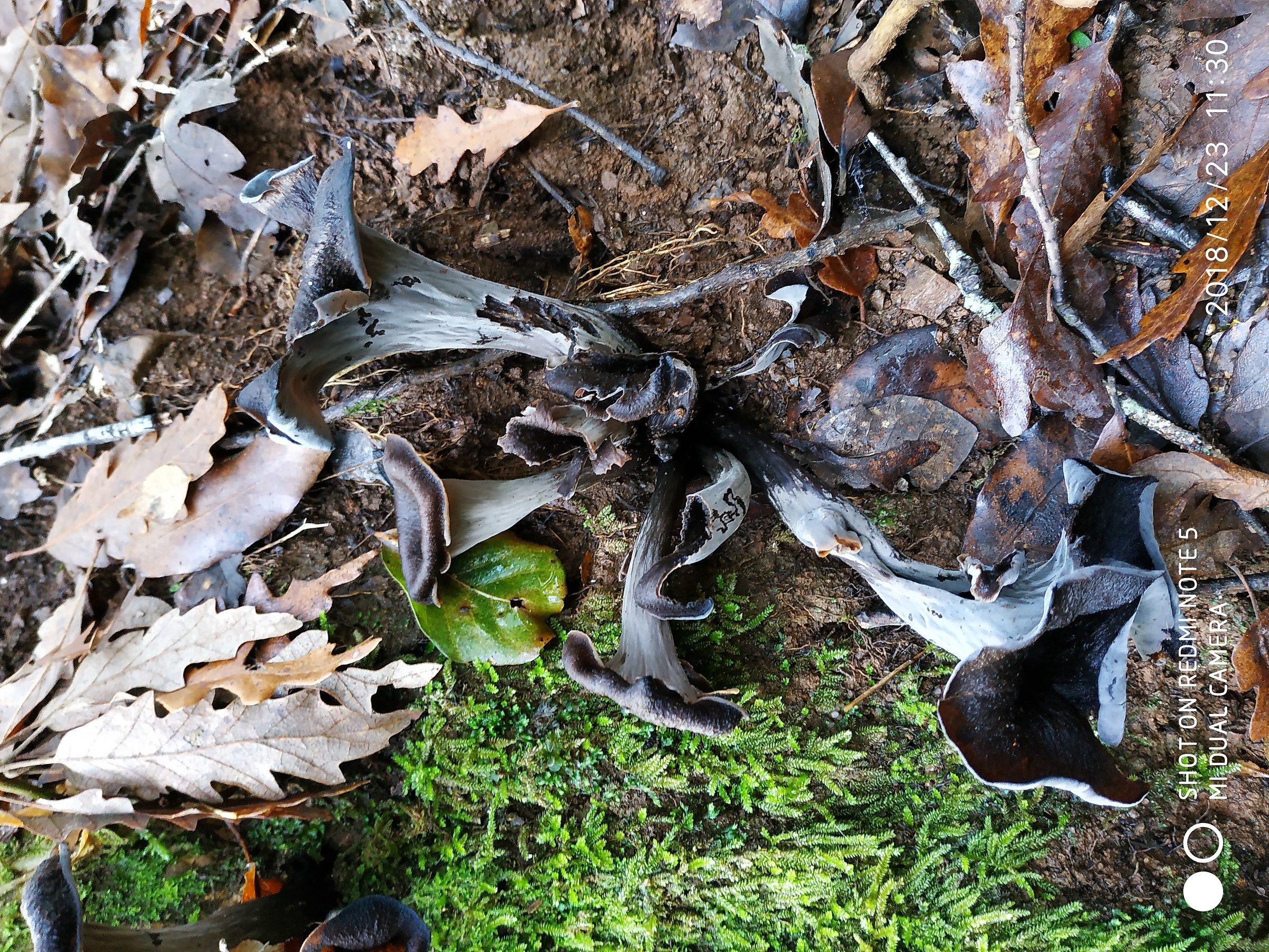 Trumpers the Poor truffle