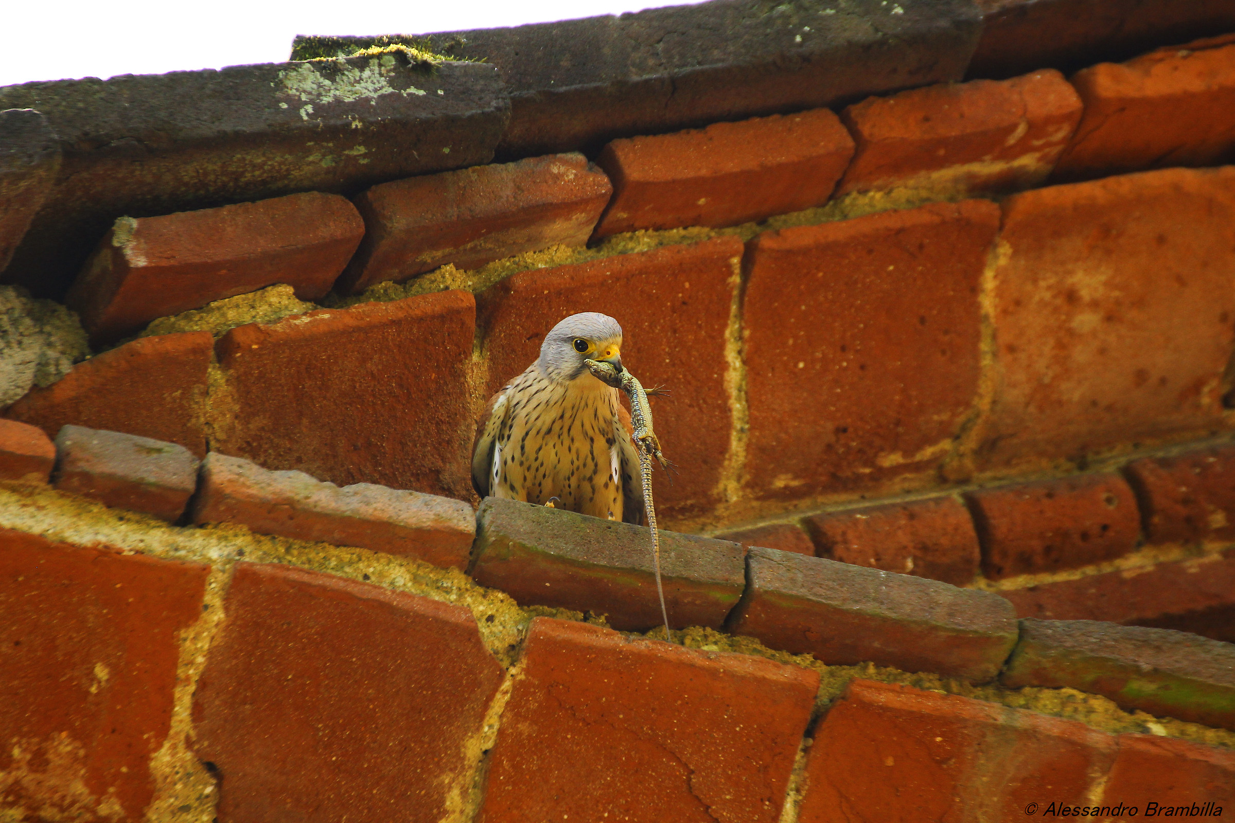Kestrel with Prey