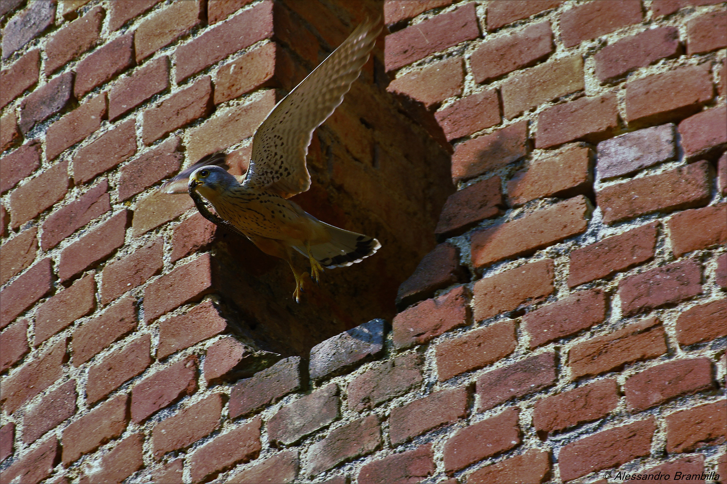 Kestrel departing with Lizard