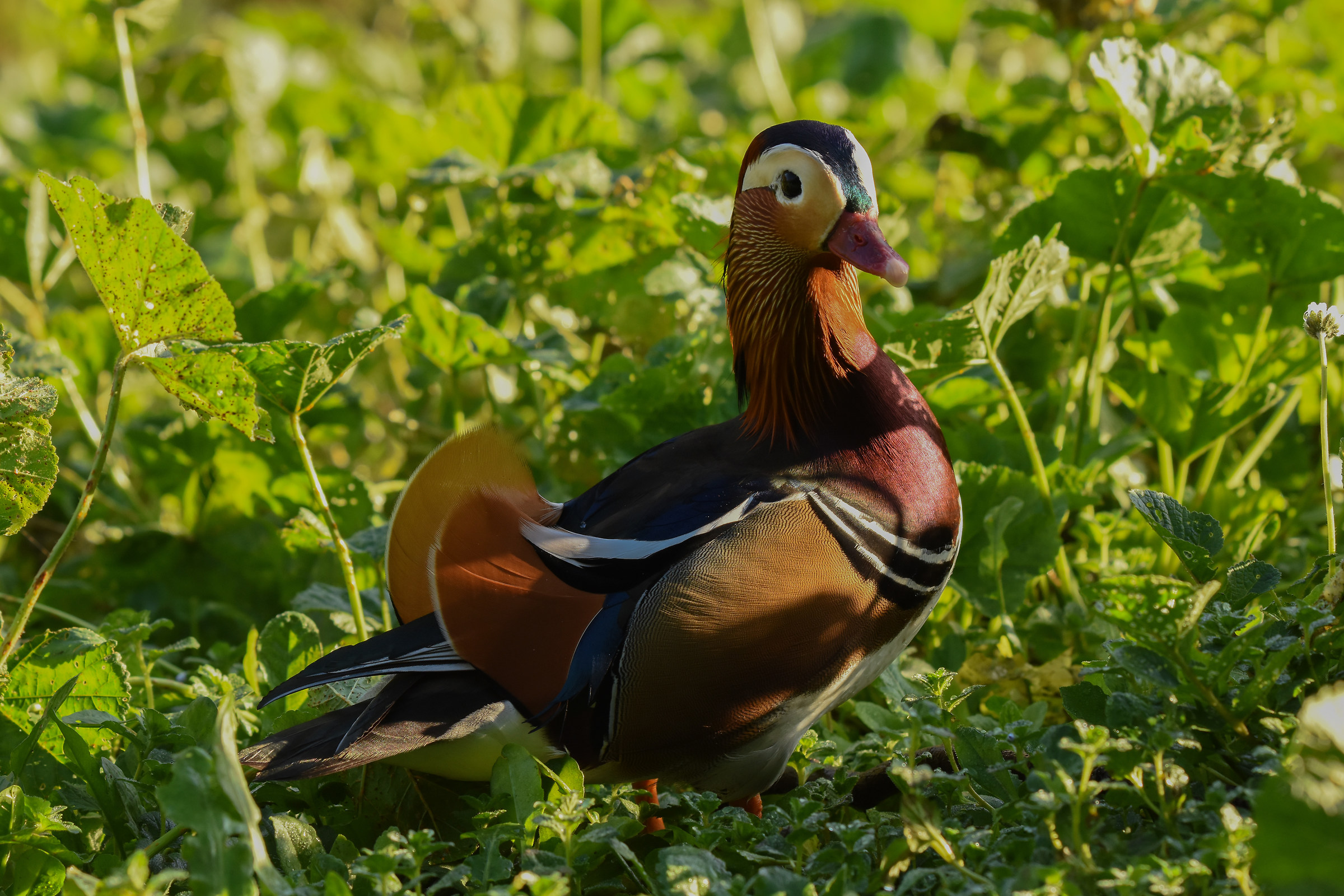 Mandarin Duck (Aix galericulata)