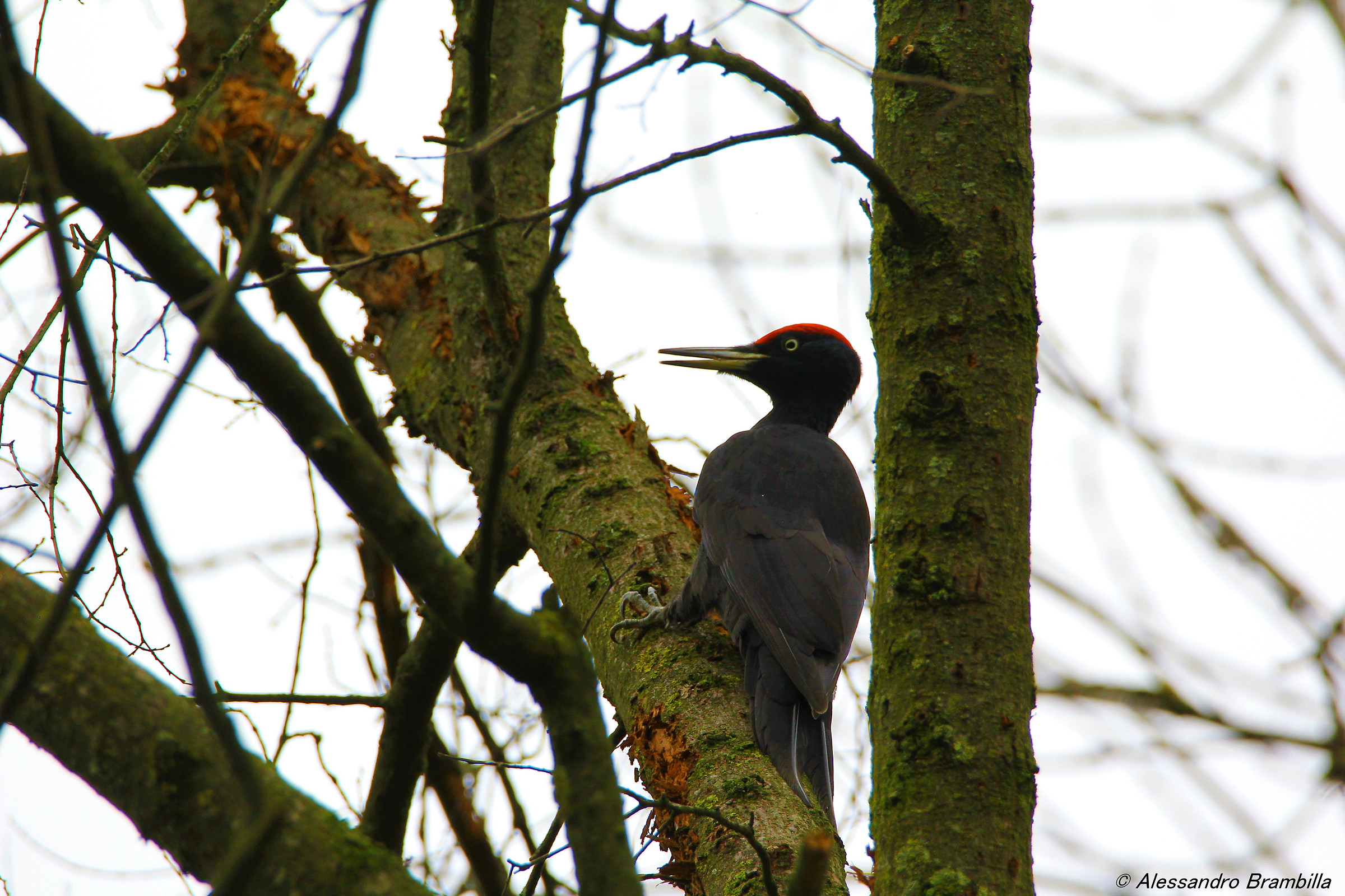 Black Woodpeckers