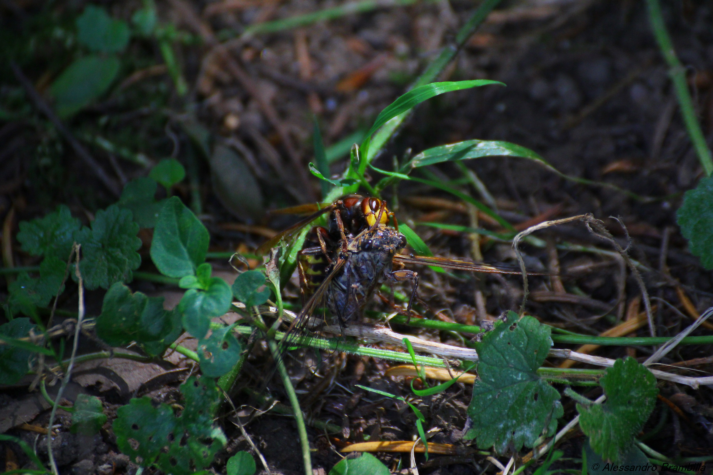 Vespa che uccide la cicala