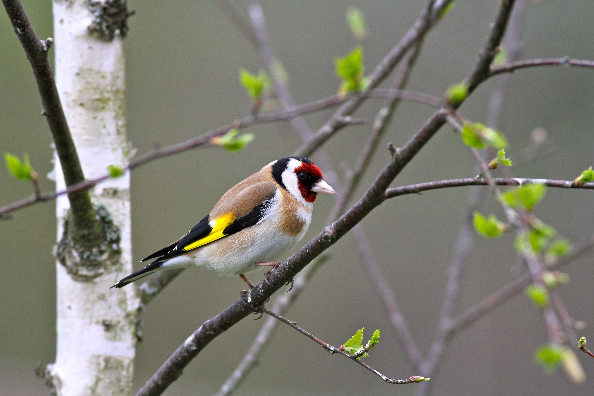 Goldfinch