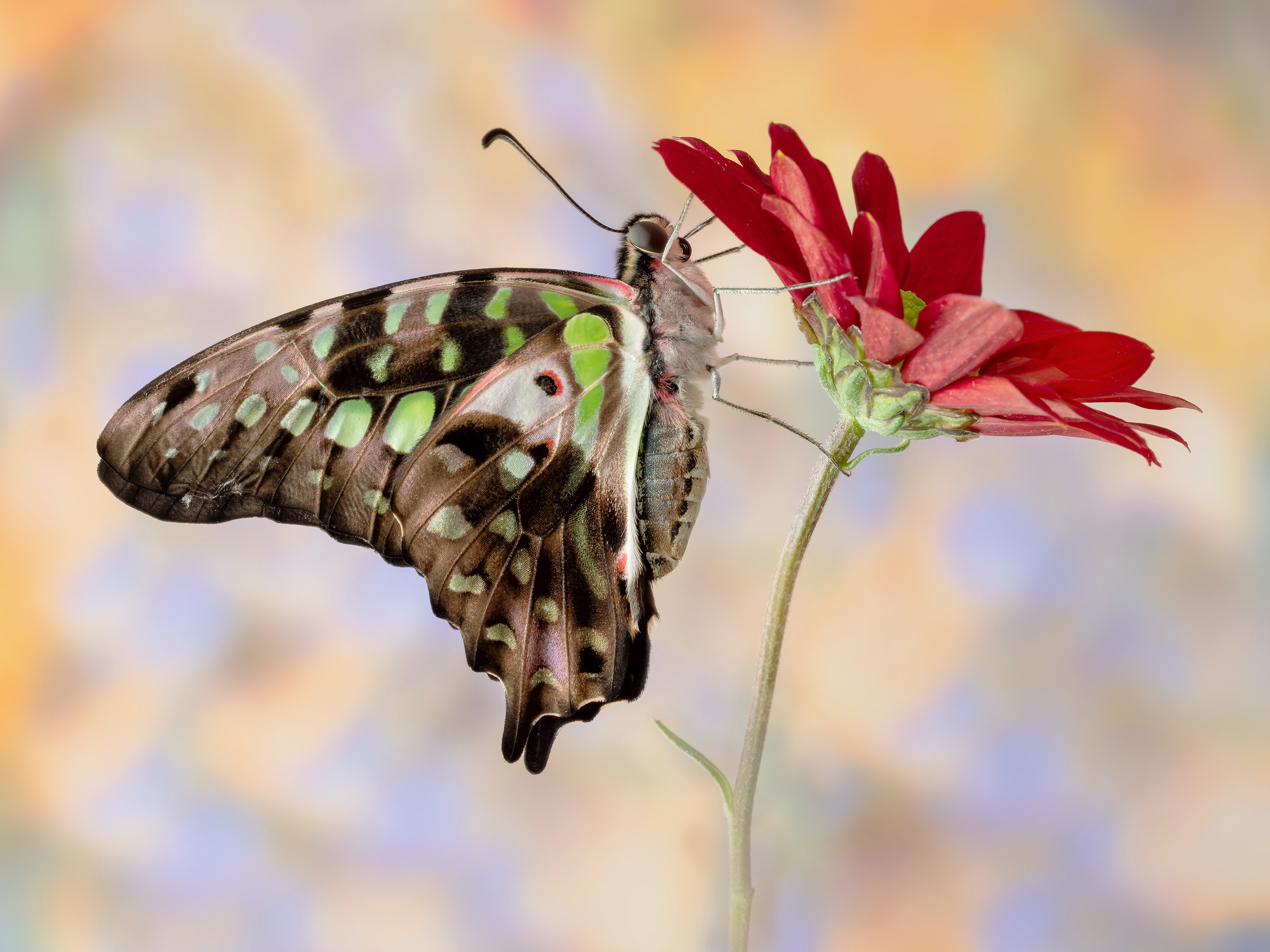 Graphium agamenon (Linnaeus, 1758)