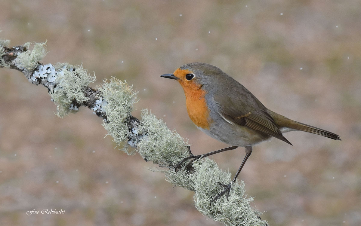 Il Petti Natalizio...
