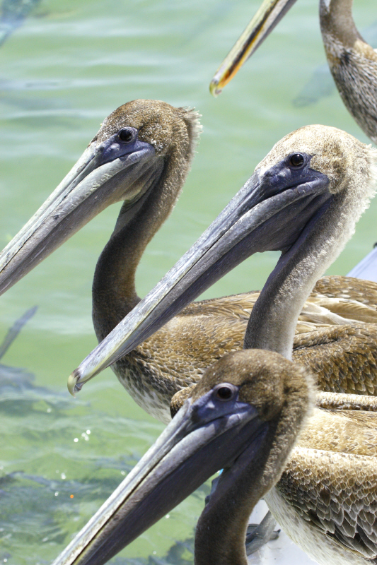 Brown Pelicans