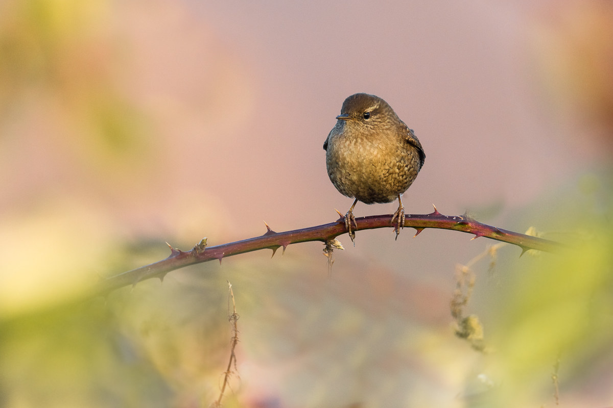 Lo Scricciolo ambientato ...