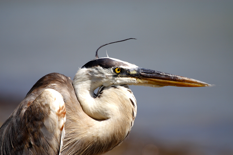Great Blue Heron