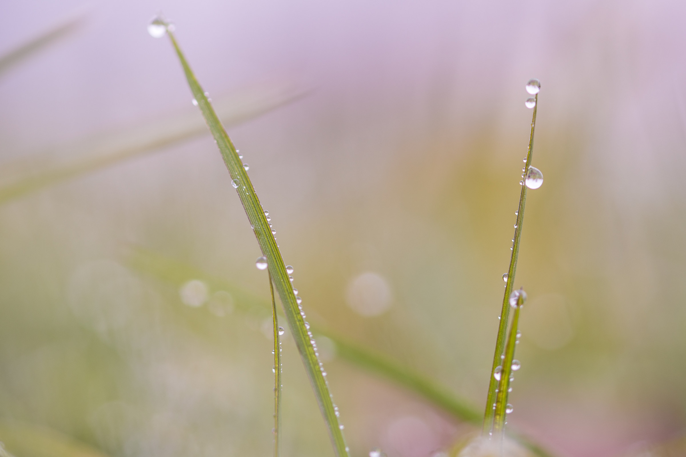 Winter Dew
