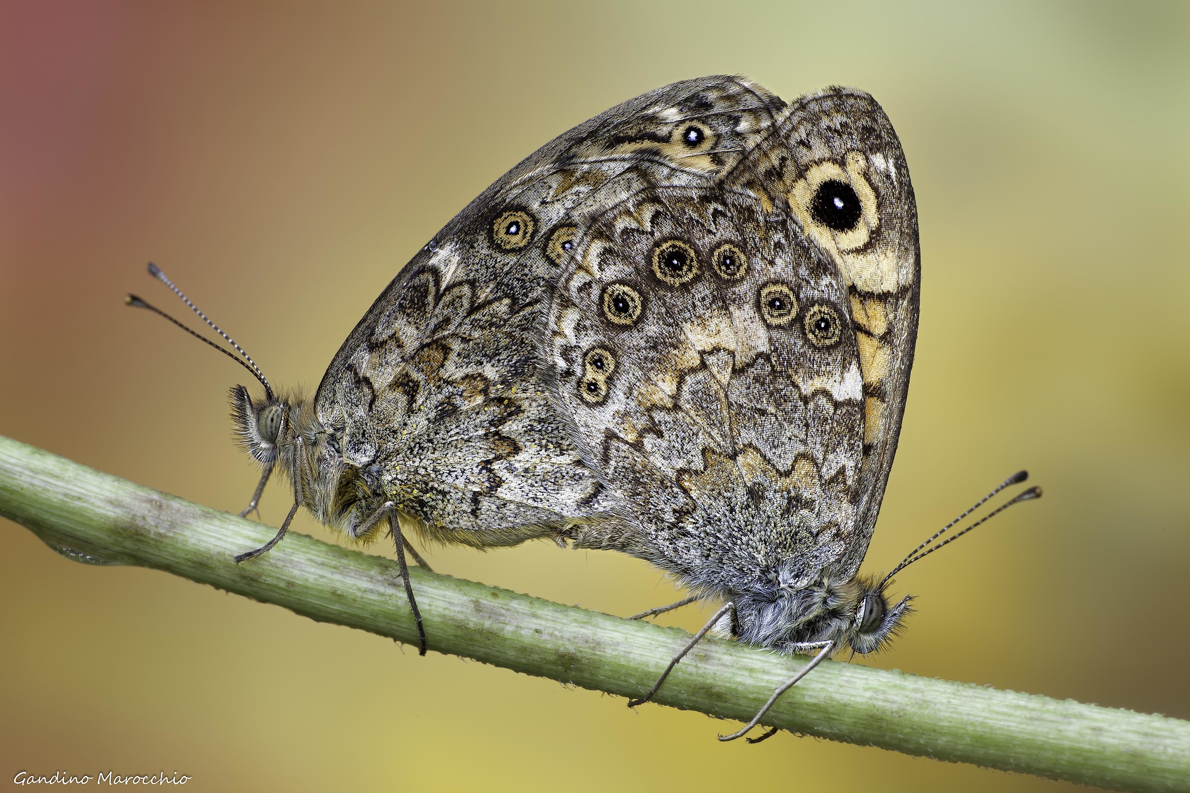 Lasiommata Megera Bis