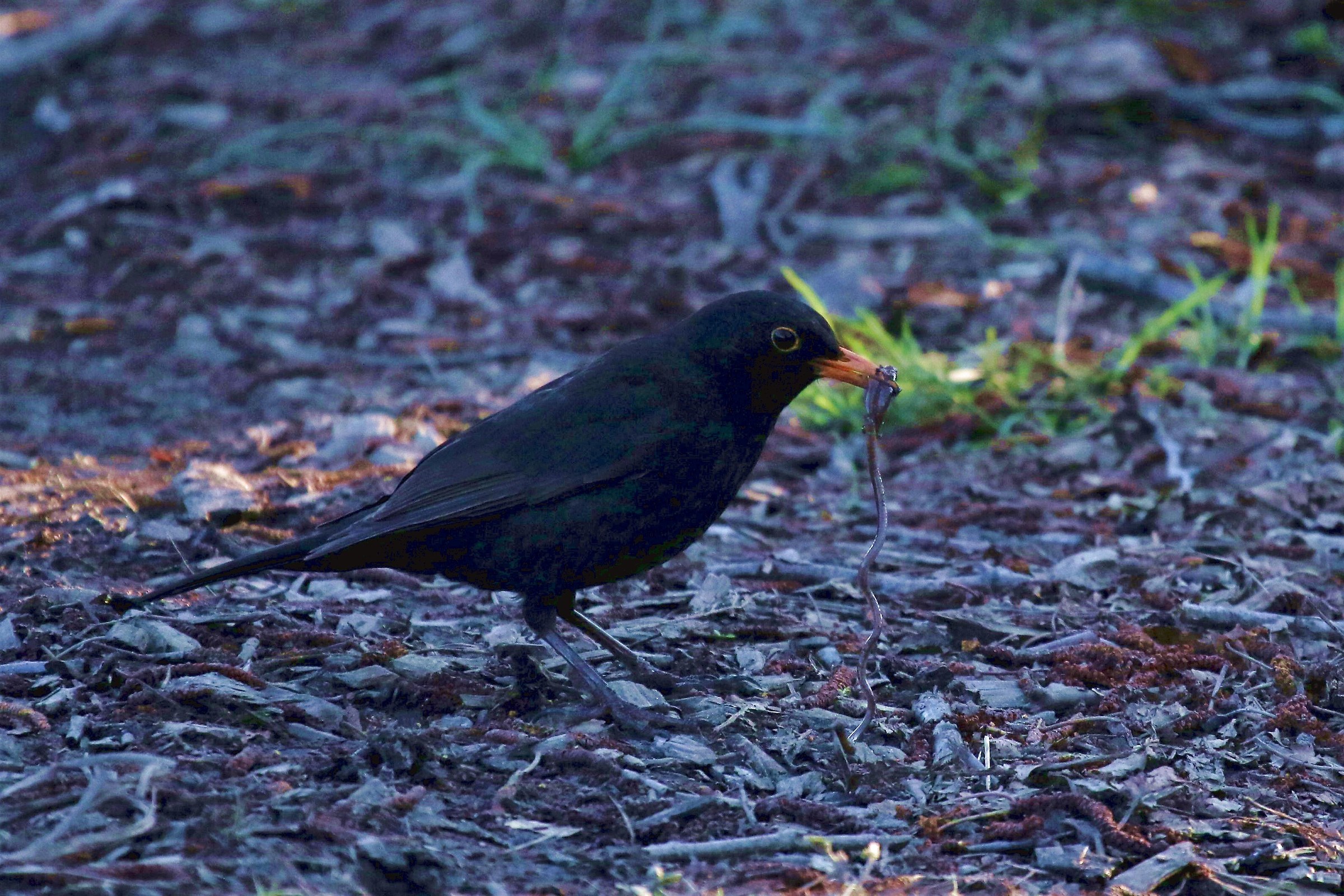 ...per pranzo, vermicelli!!!