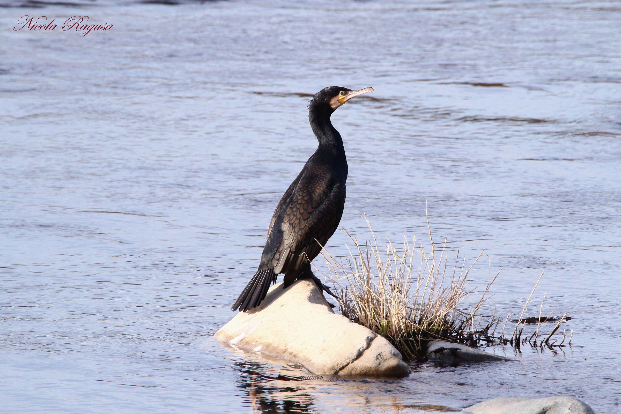 Cormorant