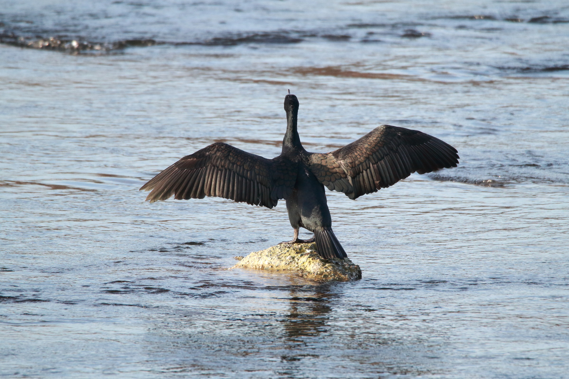 Cormorant