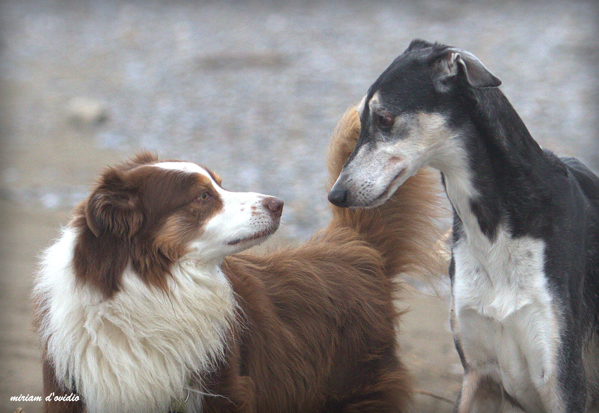 Attimi d'intesa: Jessie e Bushka