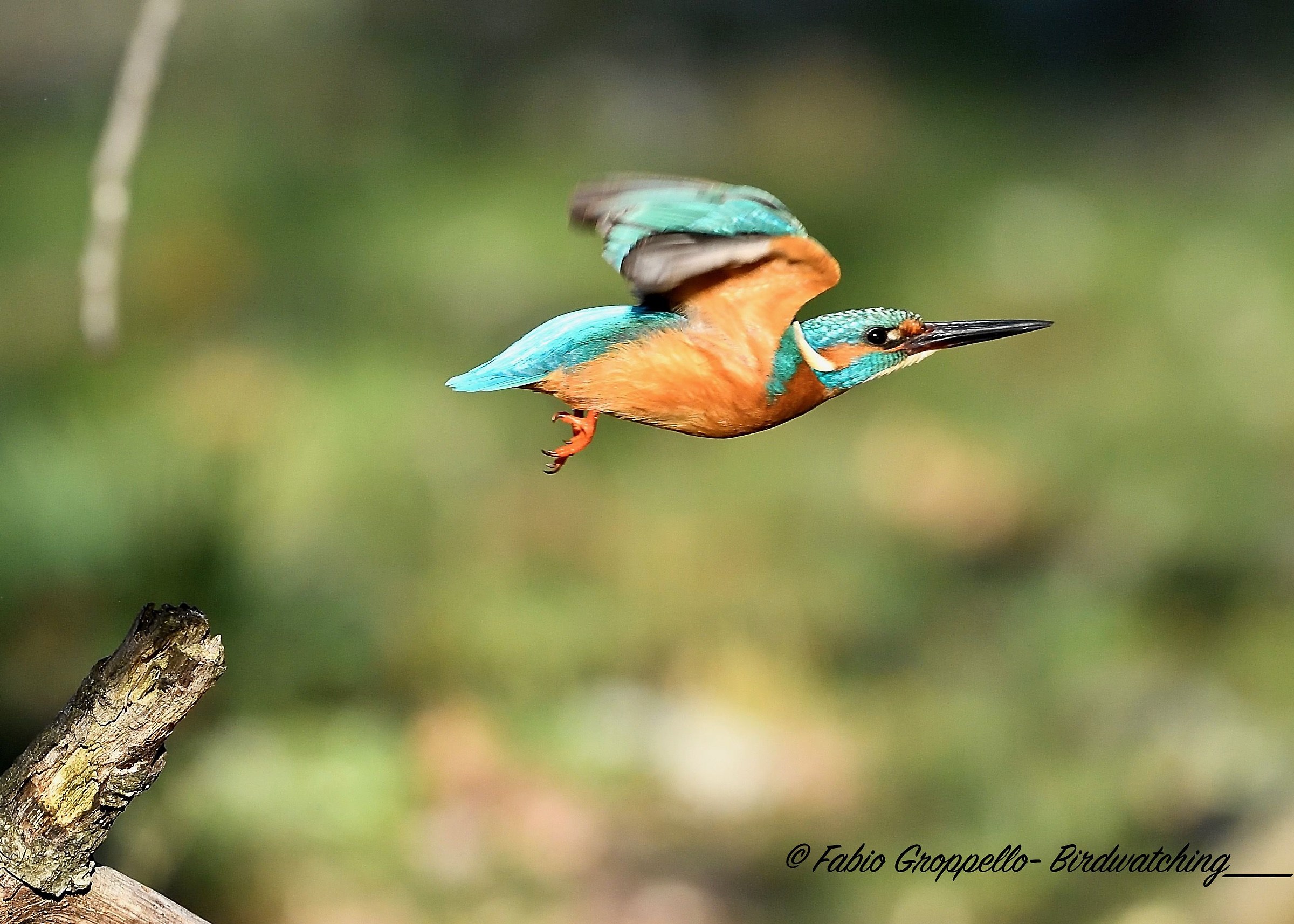 Martino  spicca il volo