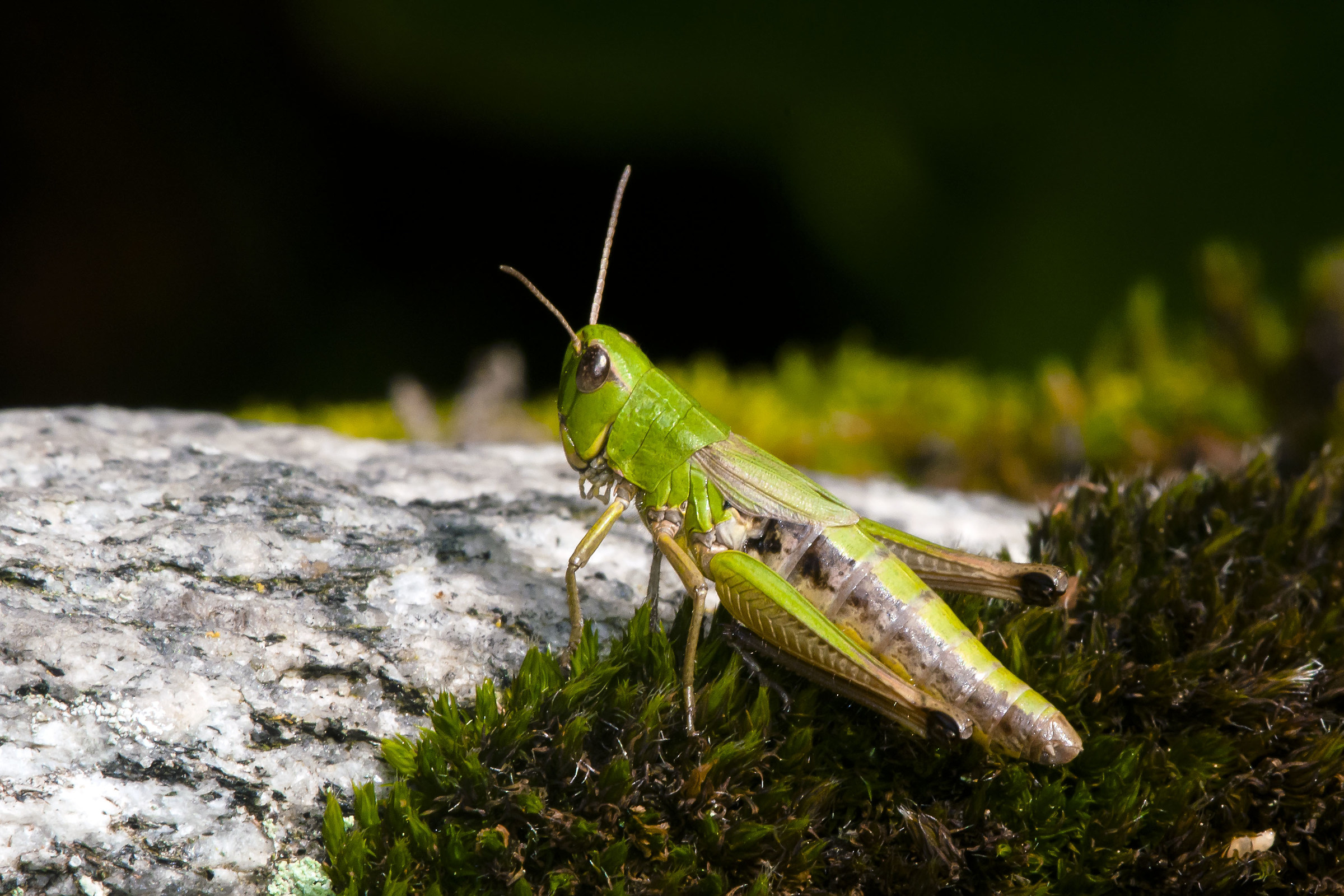 Chorthippus dorsatus