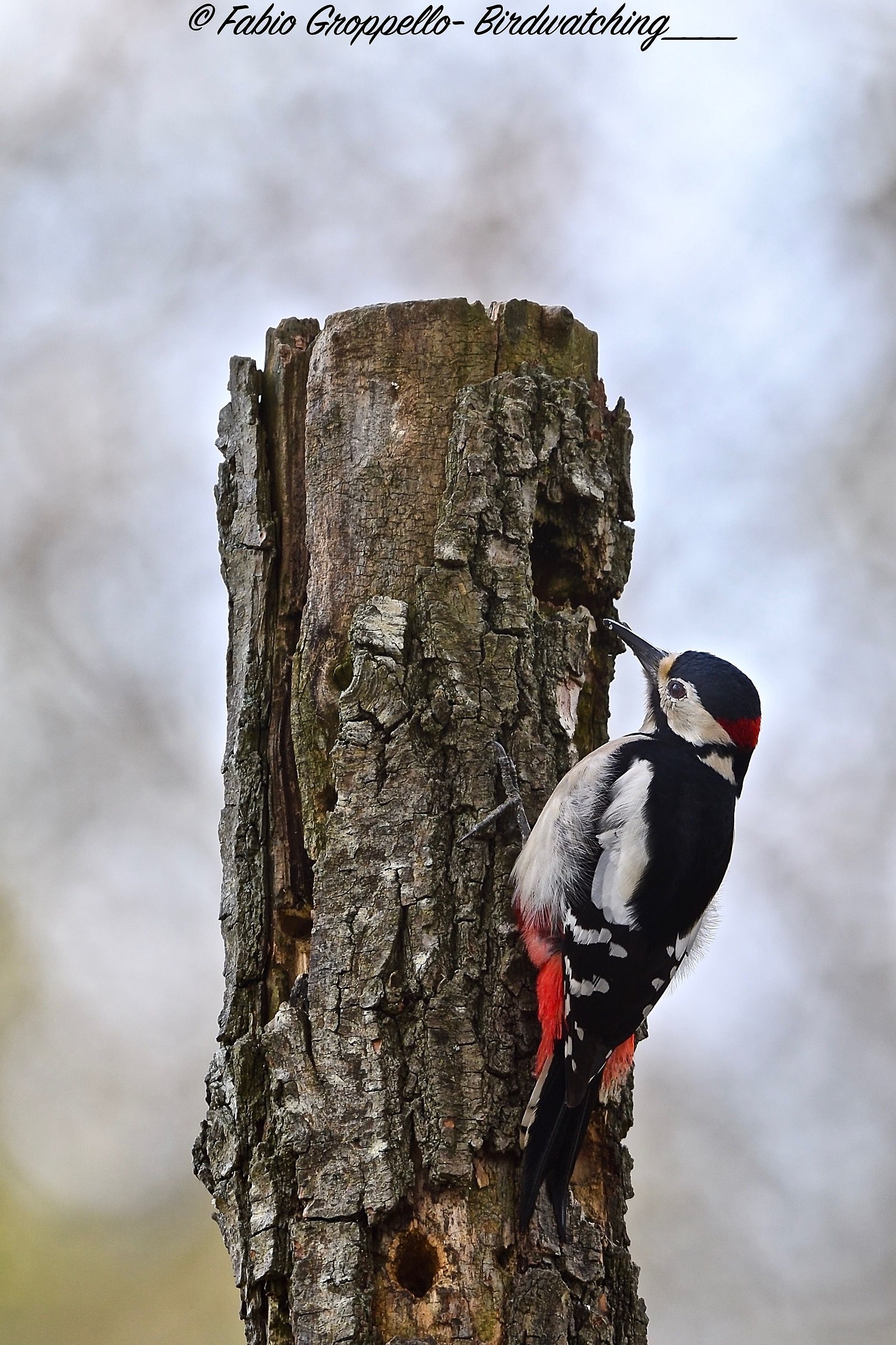 Picchio Rosso Maggiore