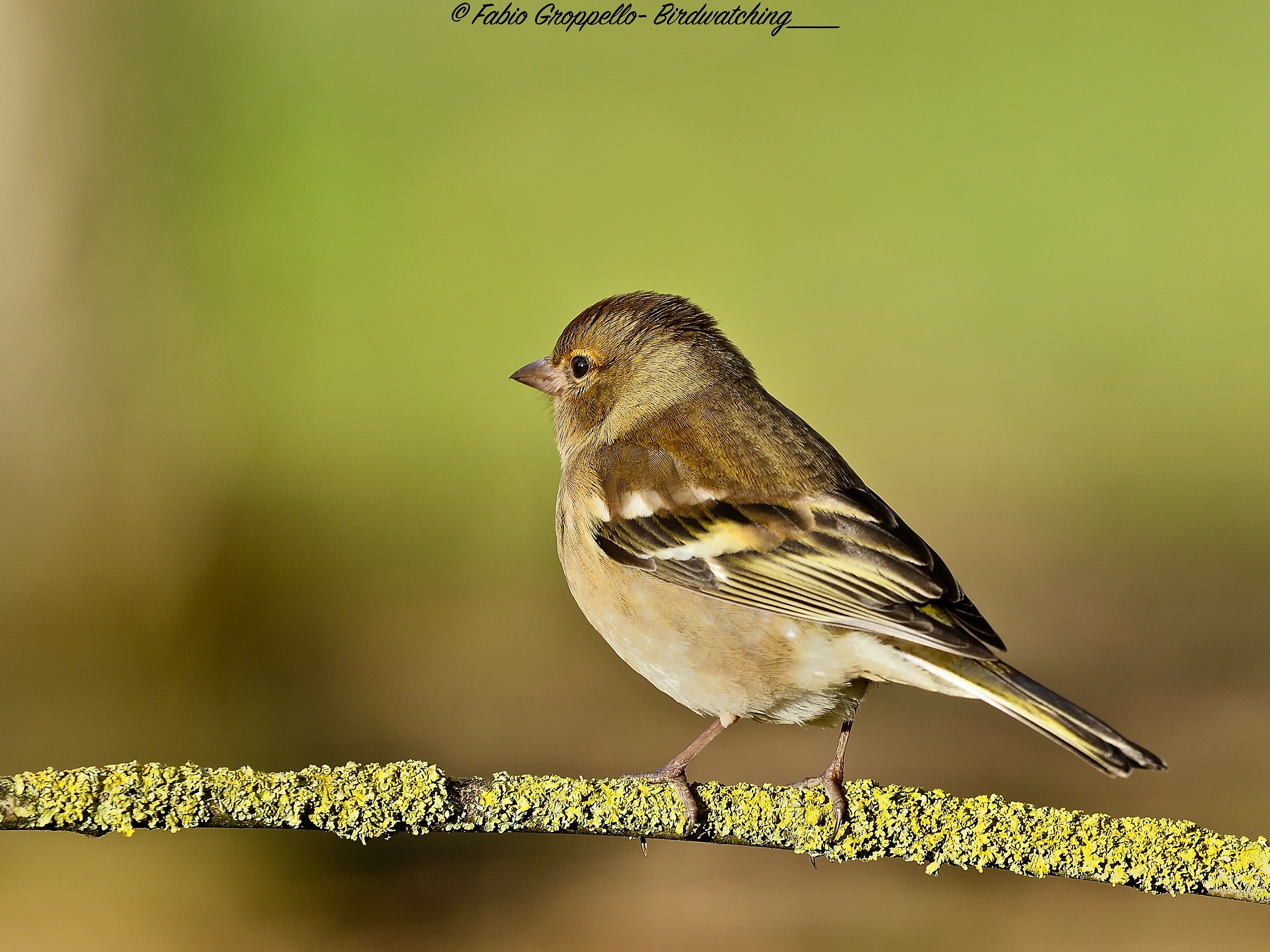 Female finches