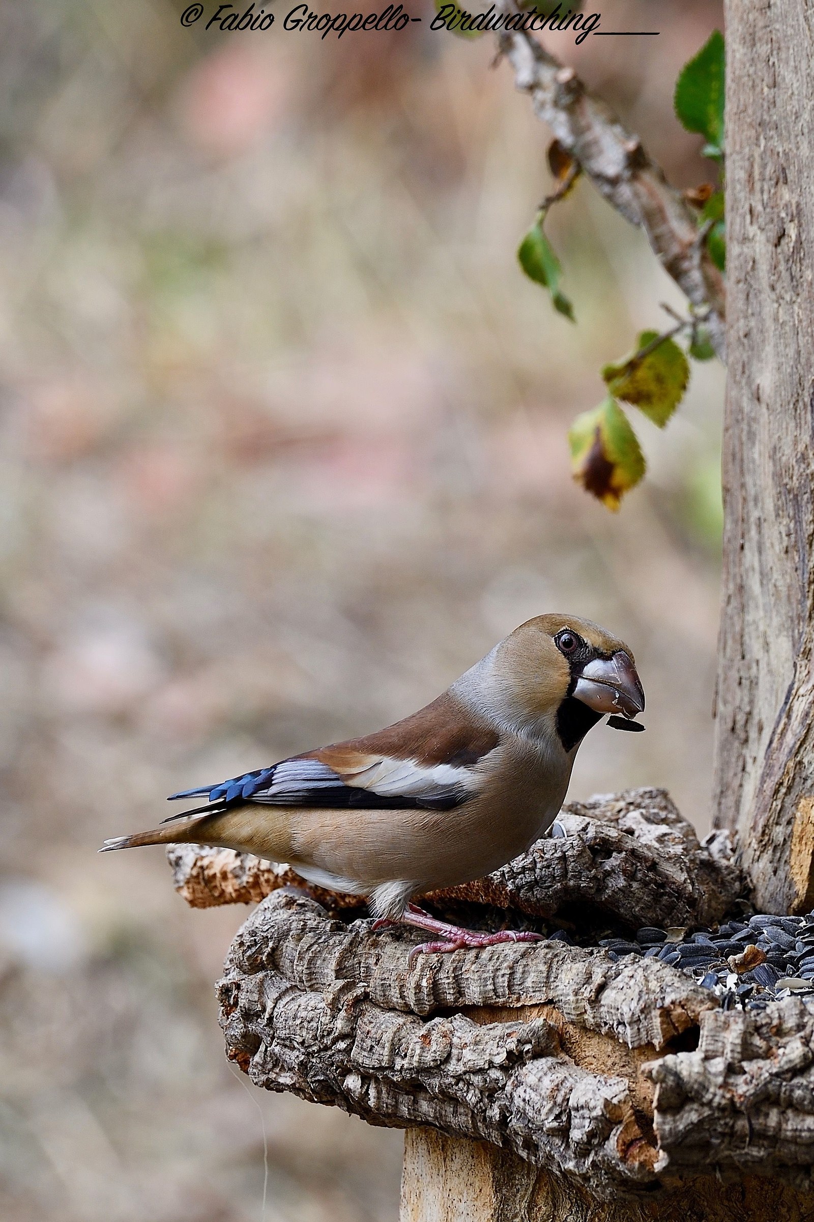 Hawfinch