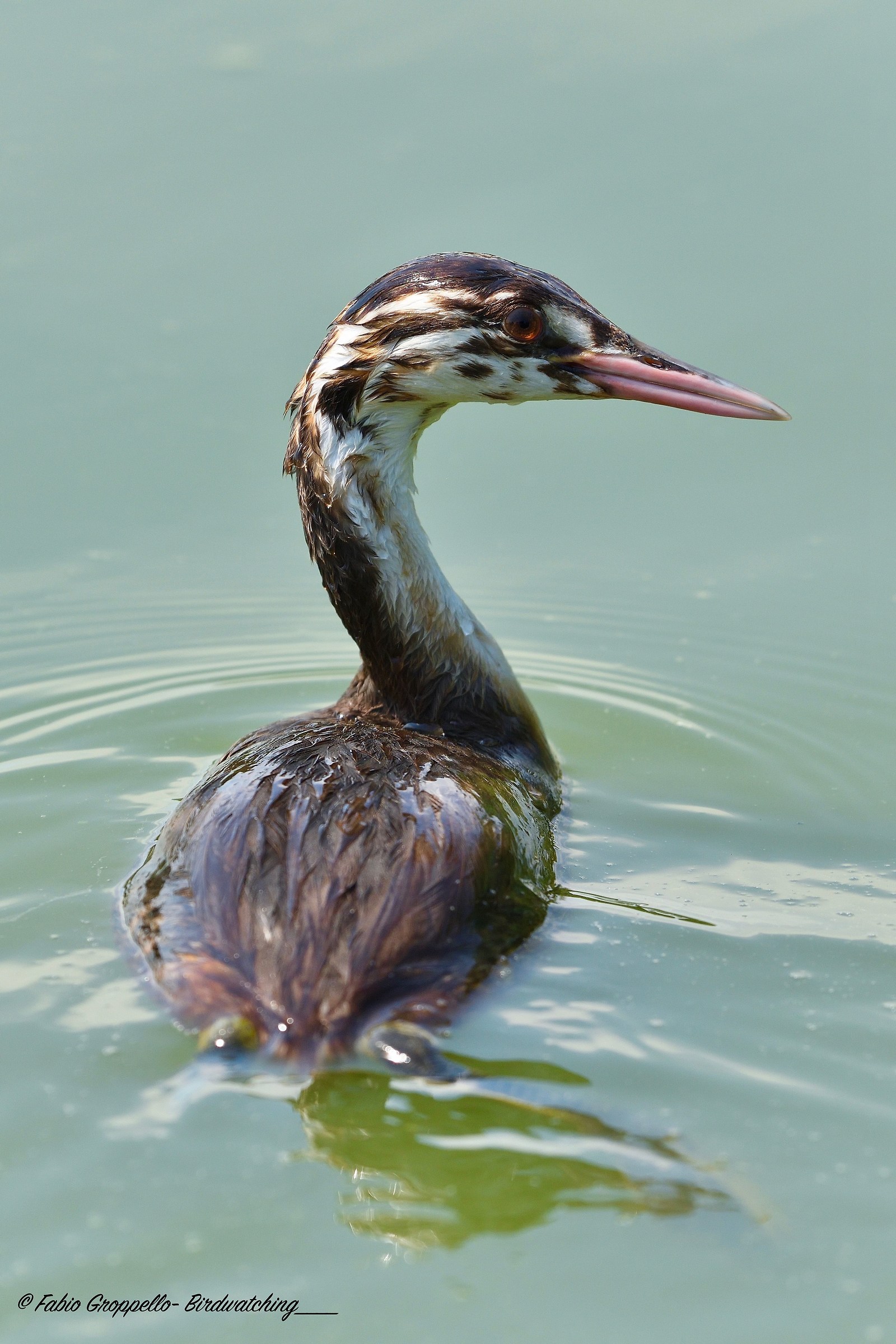 Young Grebe