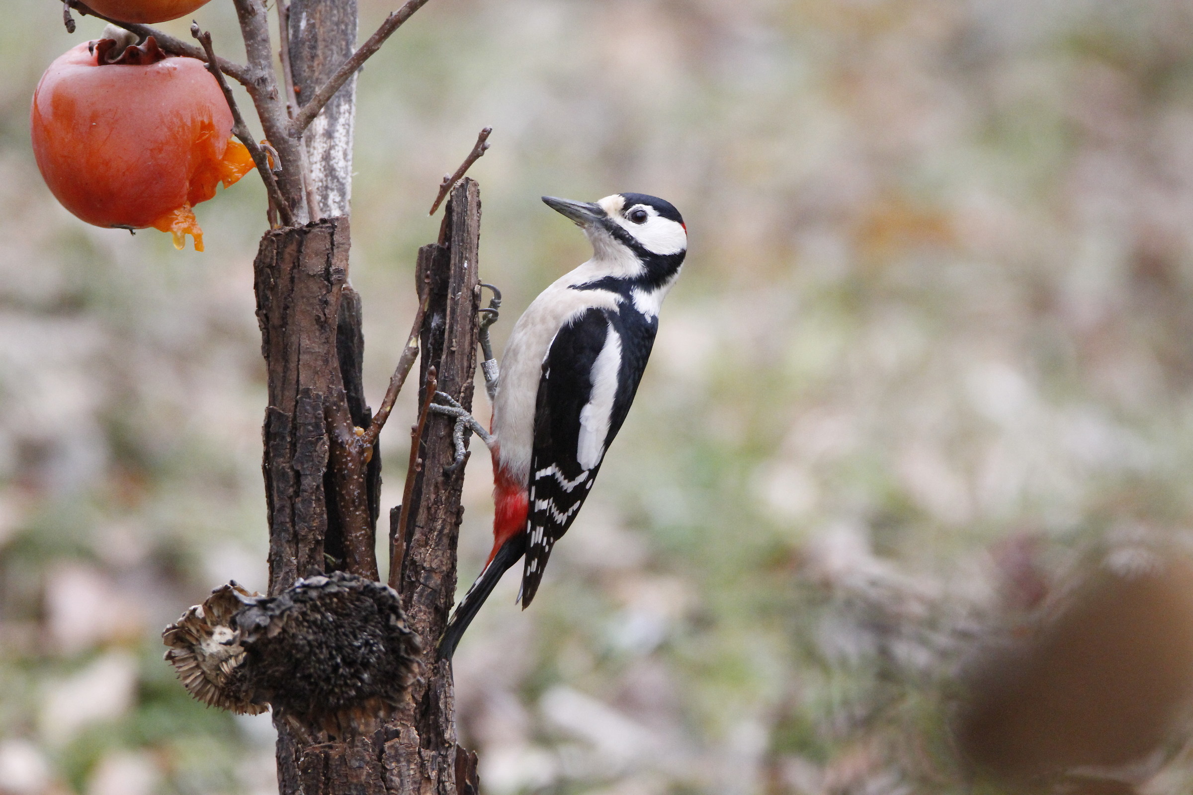 Senior Red Woodpeckers