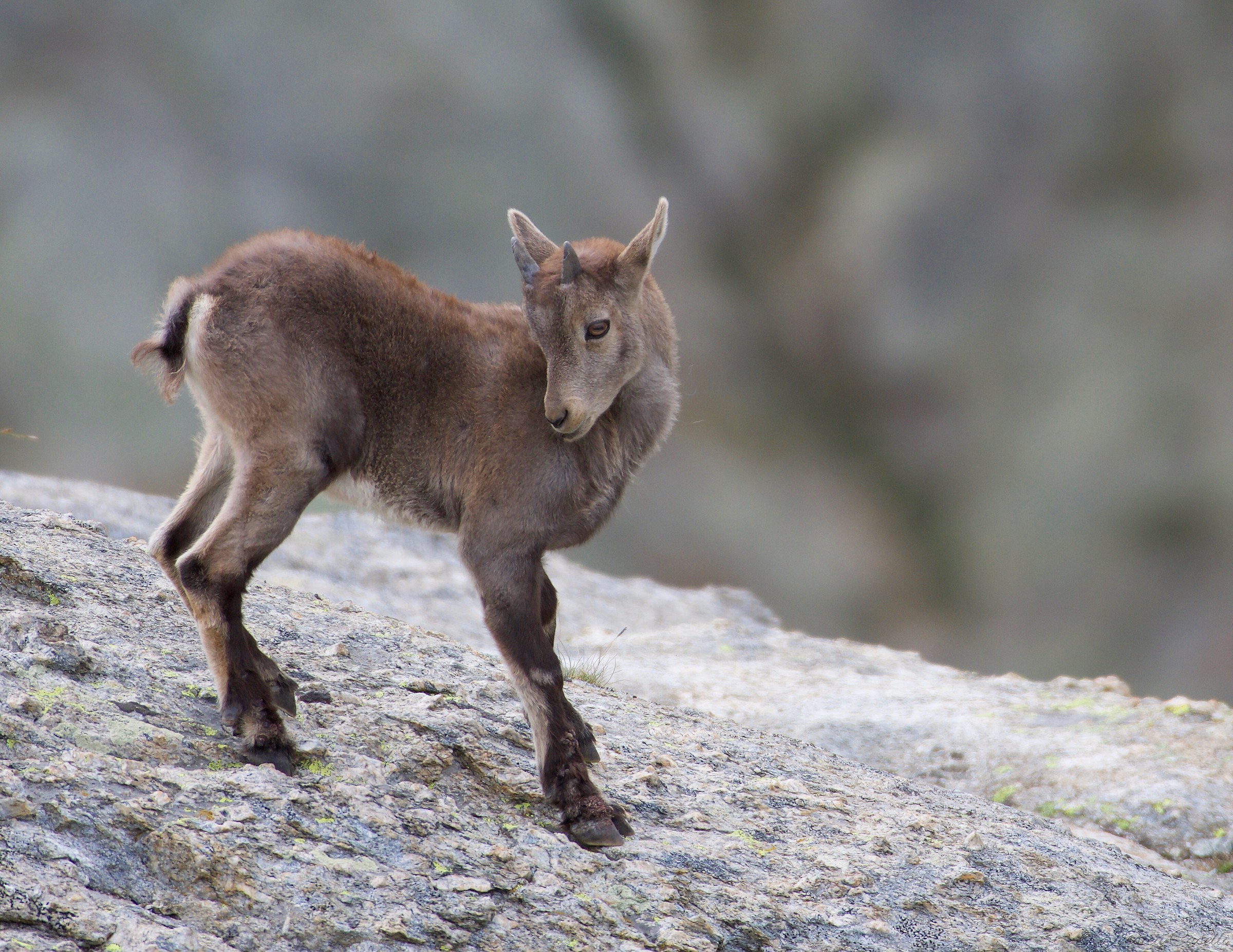 Puppy Ibex