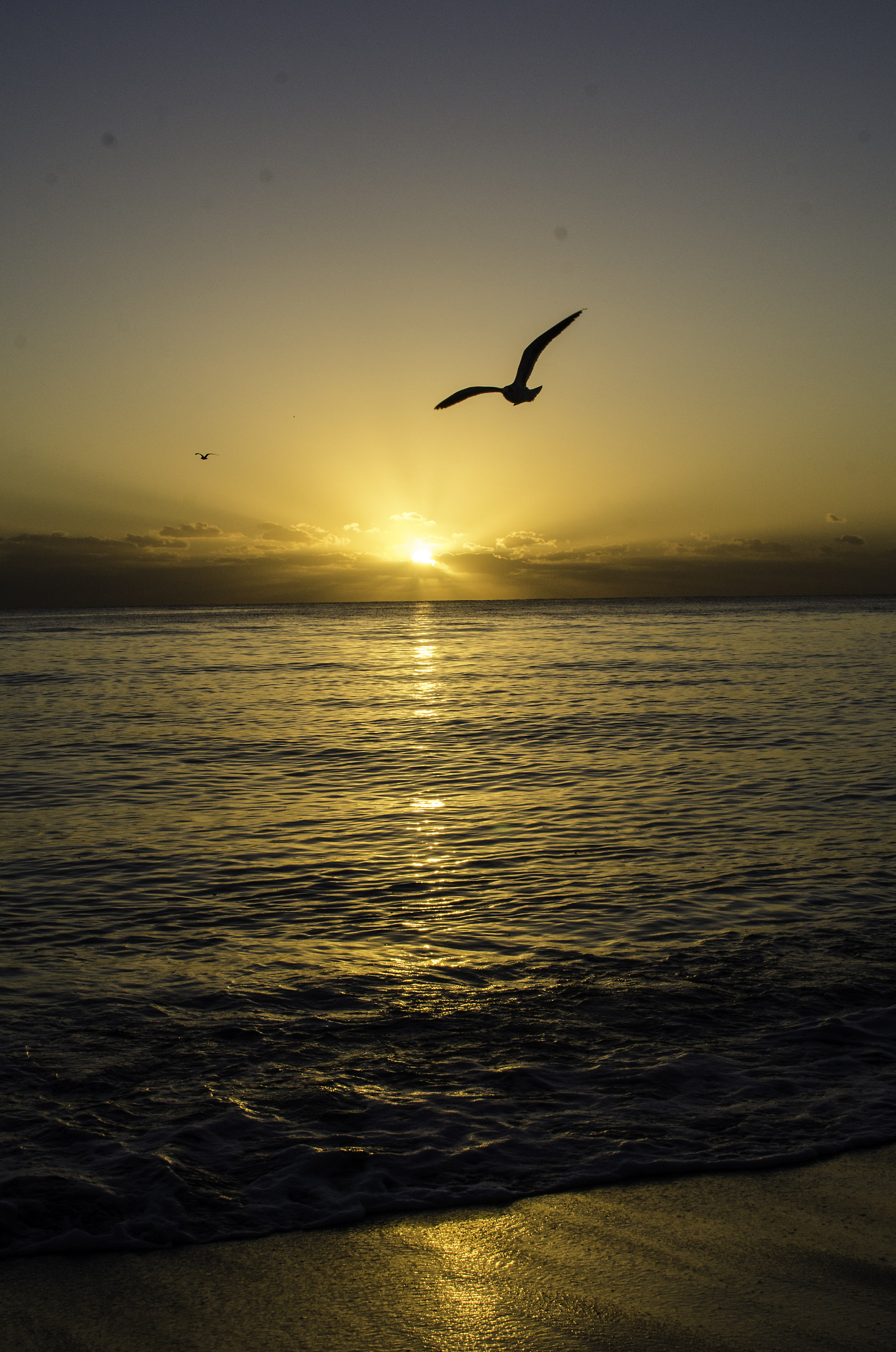 Flying in a golden light/sunrise at Miami Beach
