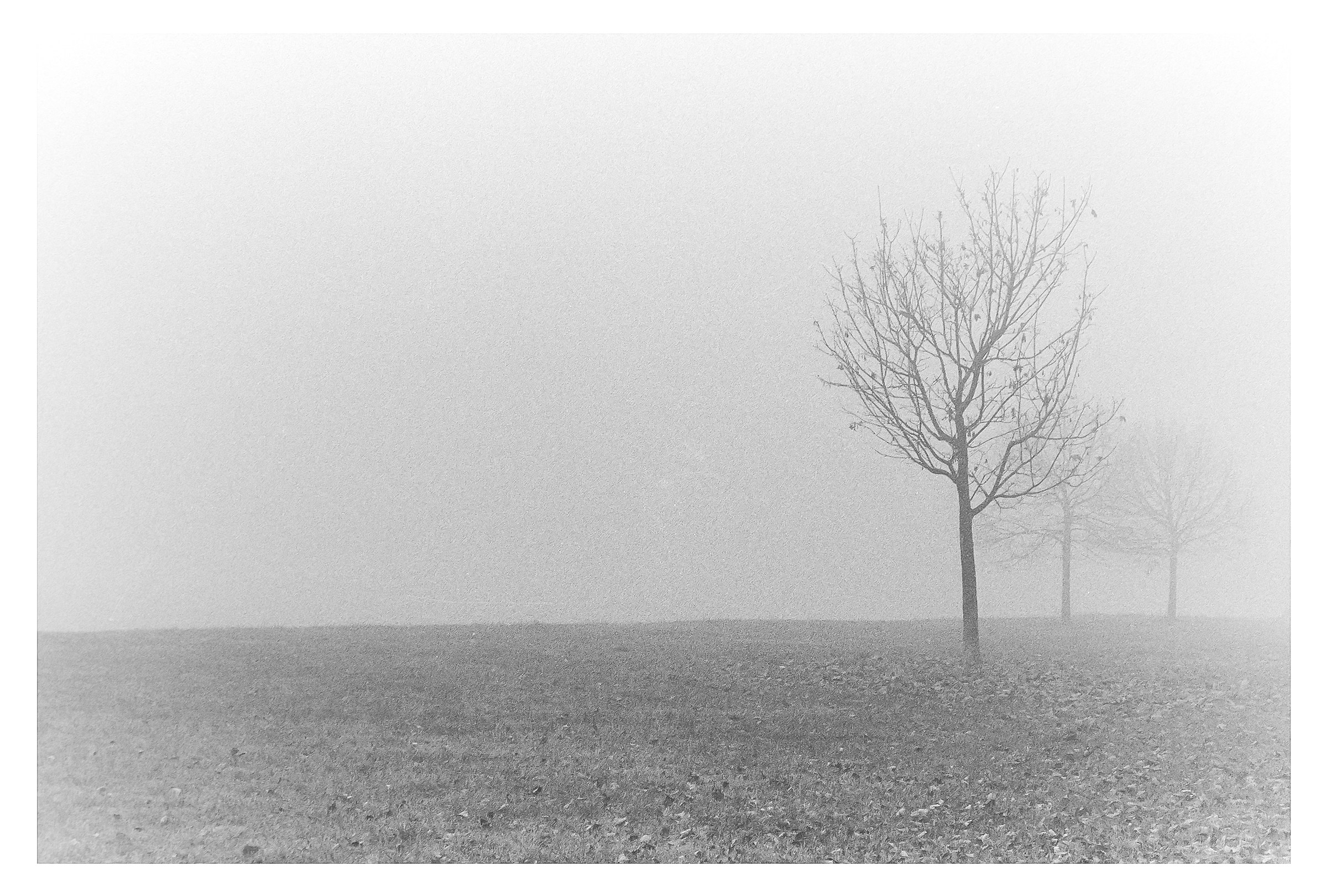 Three trees.. And so much fog!!