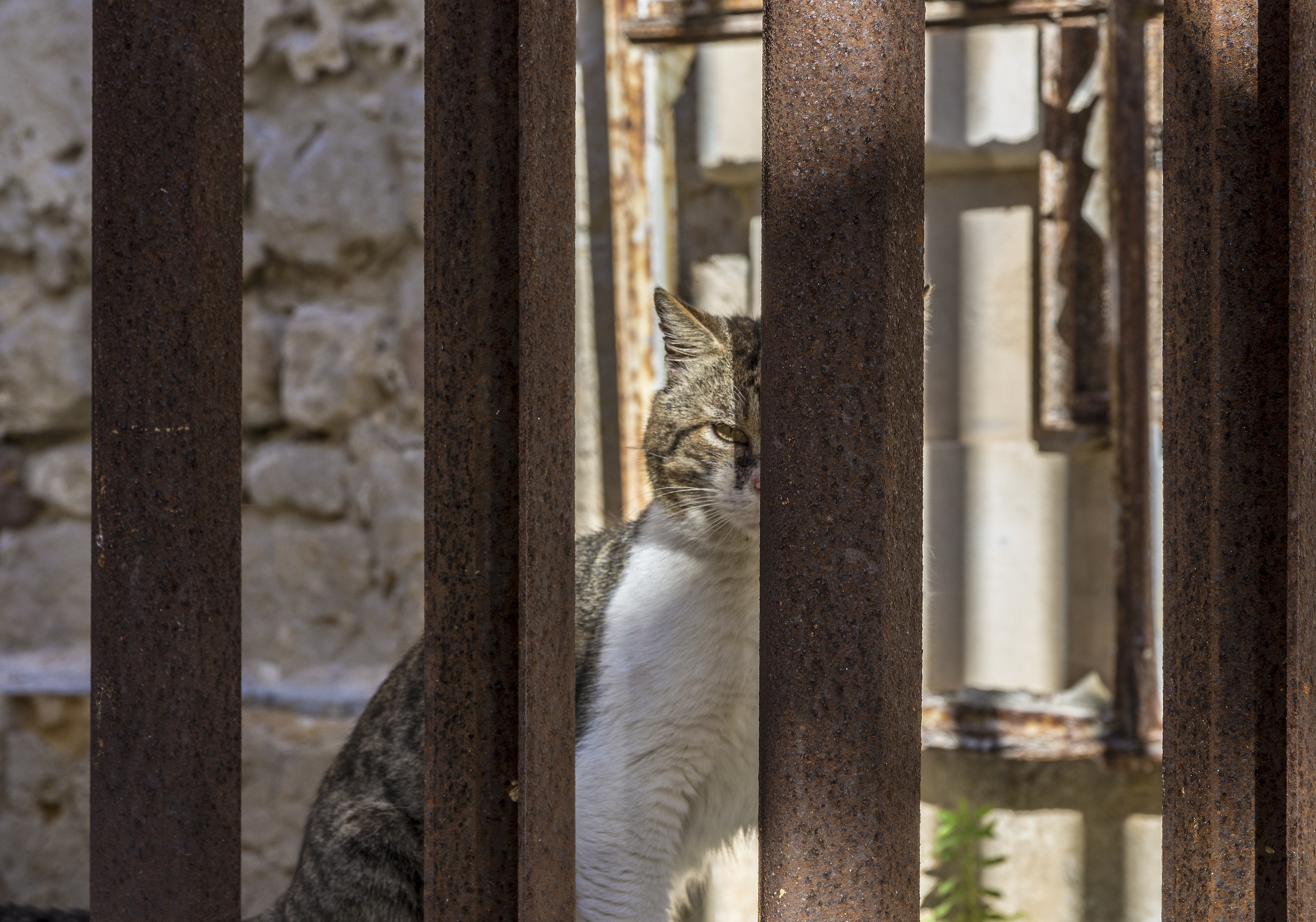 Gatto alla sbarra
