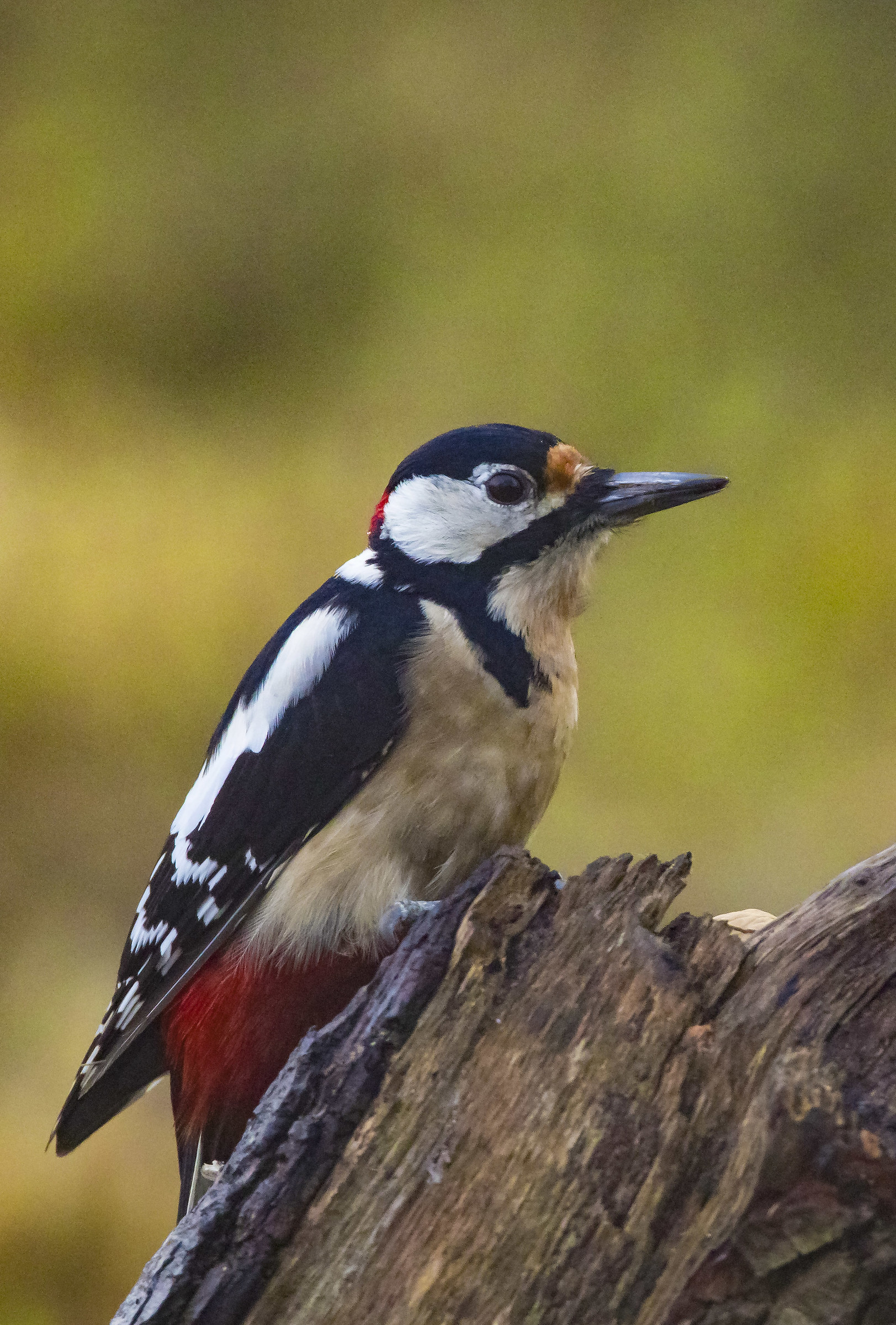 Major woodpeckers