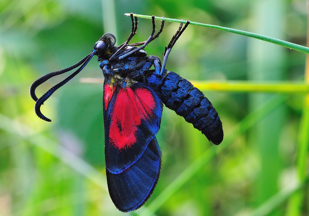 zygaena