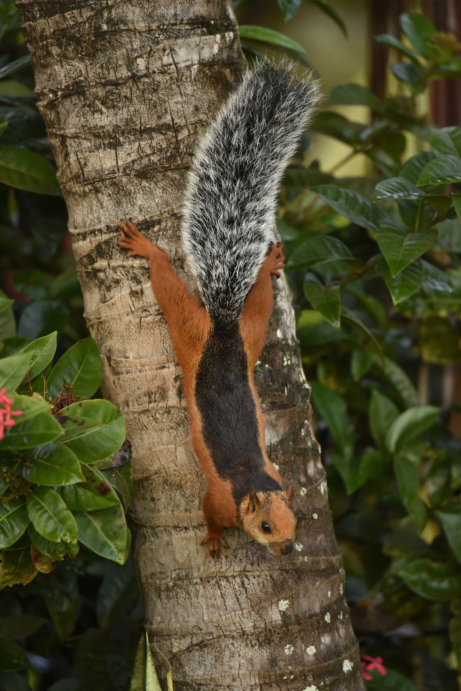 scoiattolo variegato