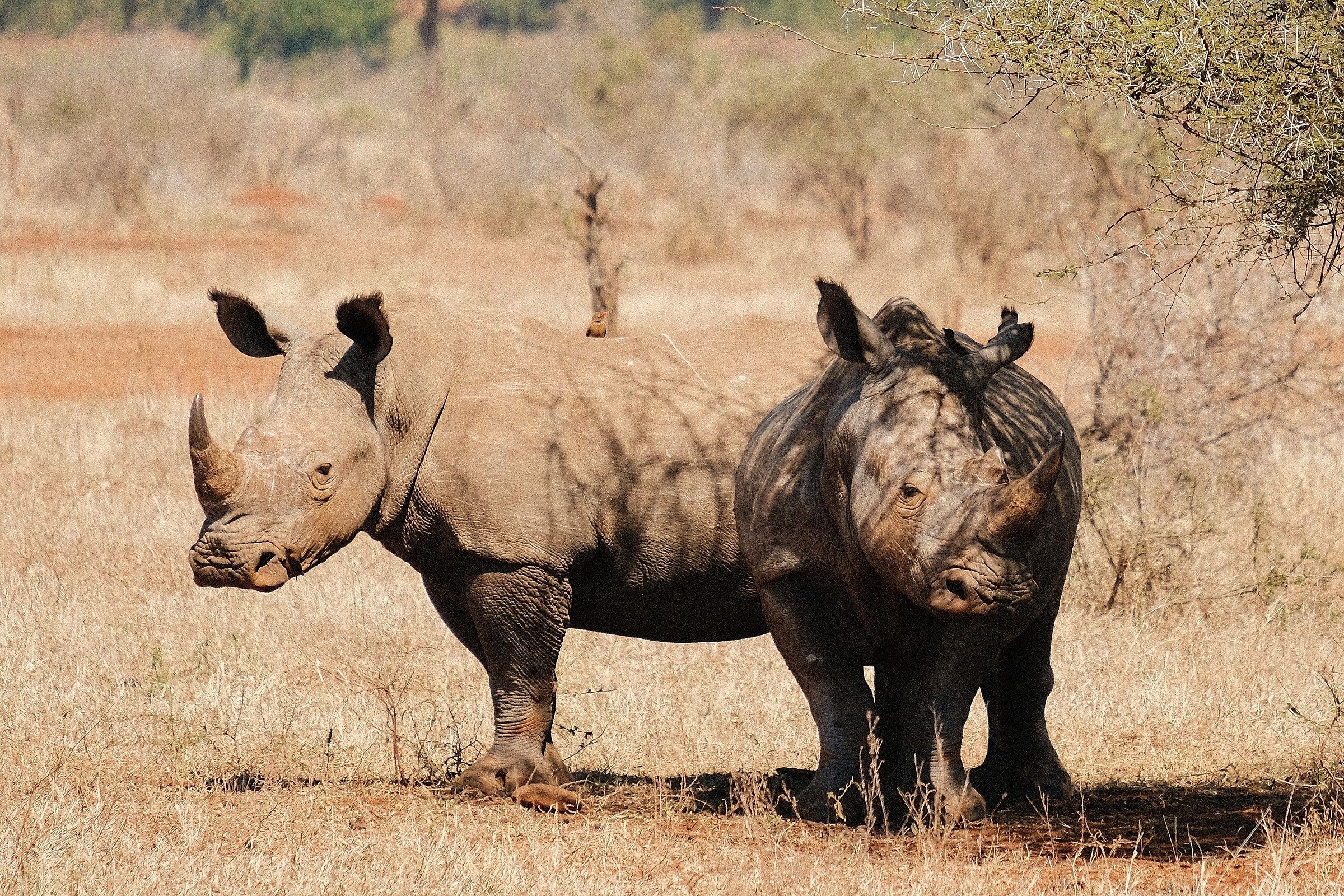 Non c'è posto per due