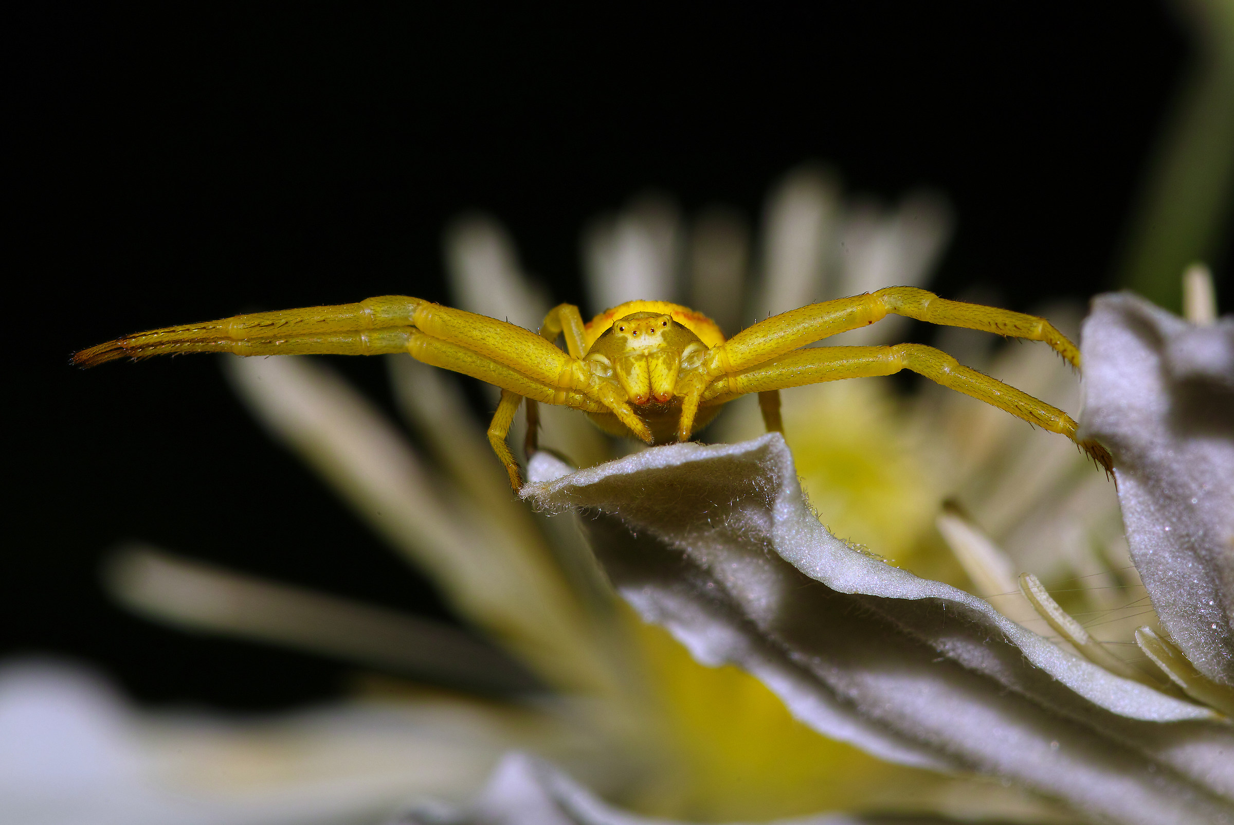 Misumena vatia
