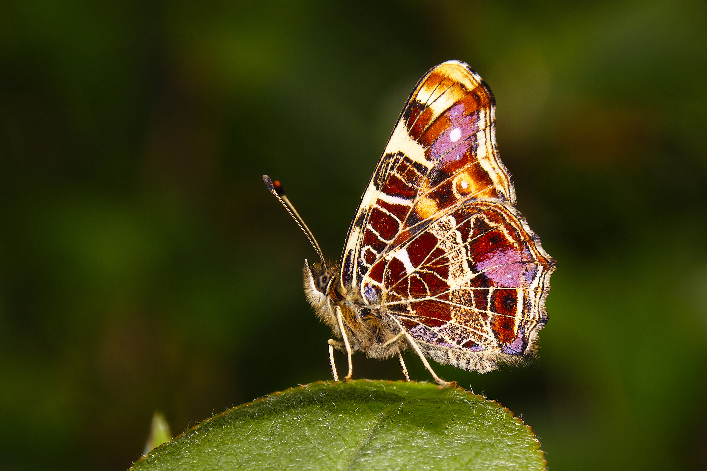 Araschnia levana,Vanessa levana