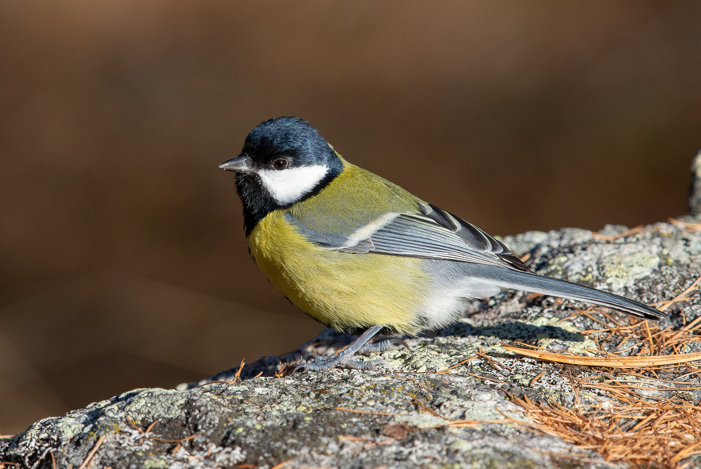 Cinciallegra in posa