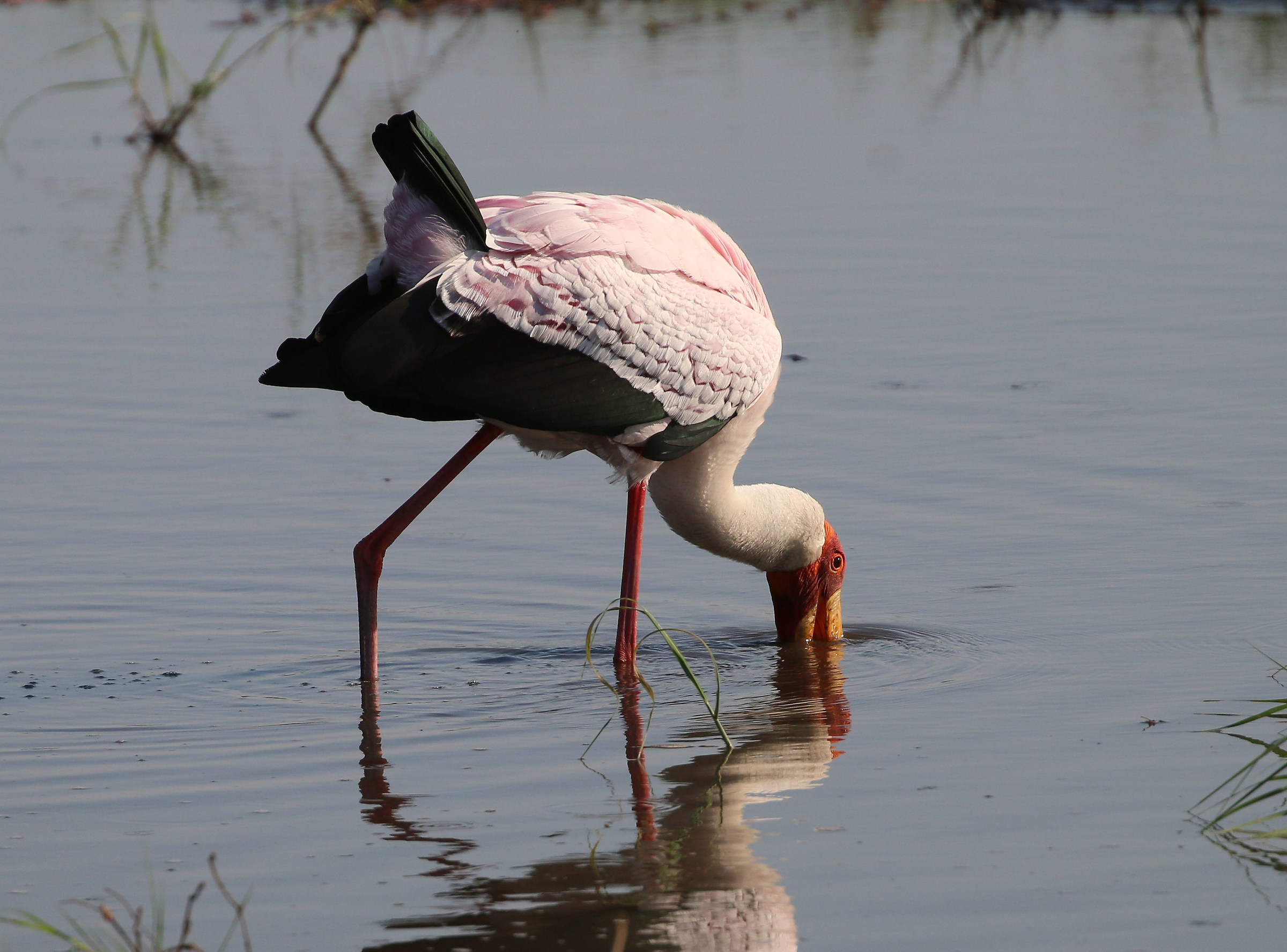 Tantalo beccogiallo (Mycteria ibis)