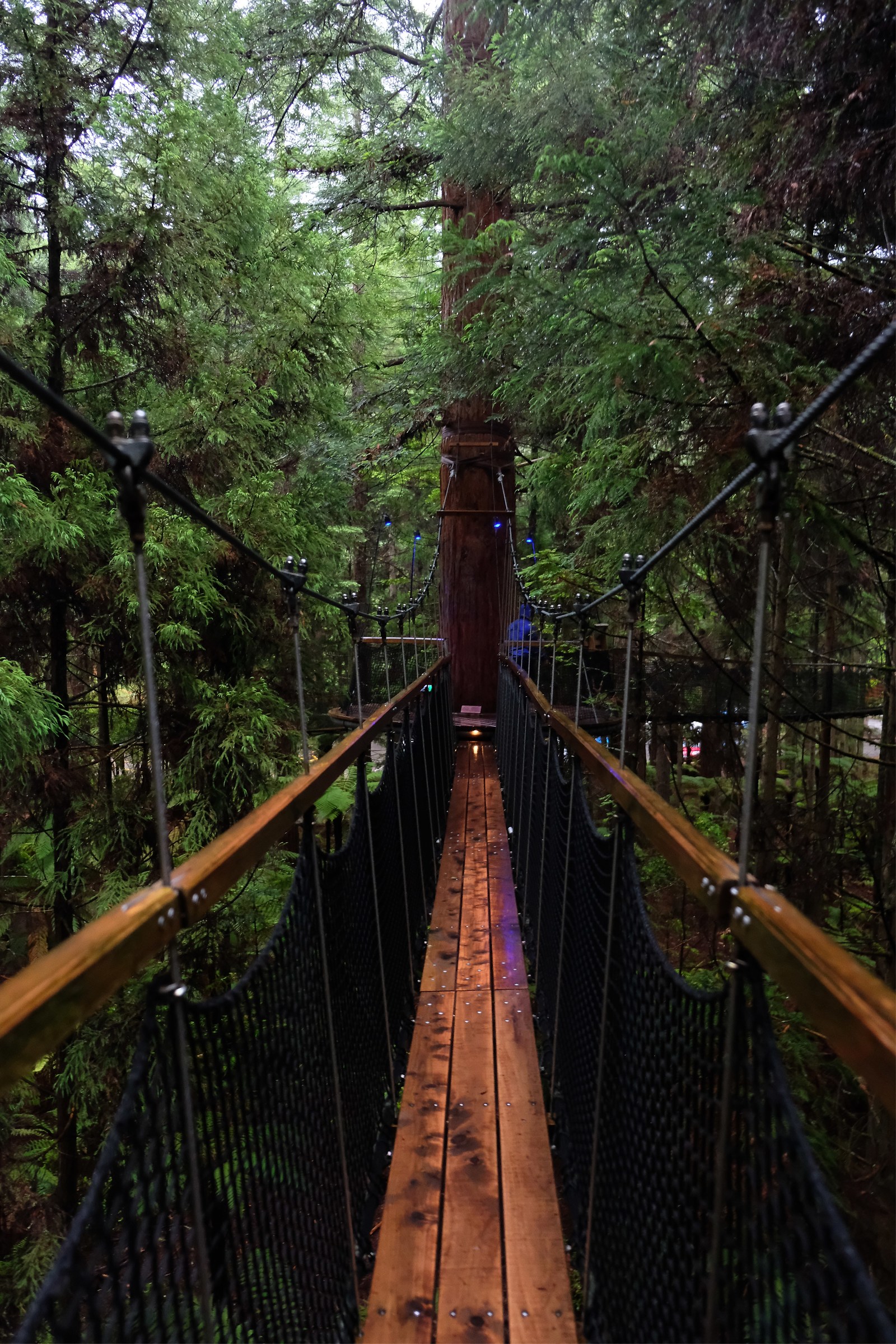 Redwood Treewalk
