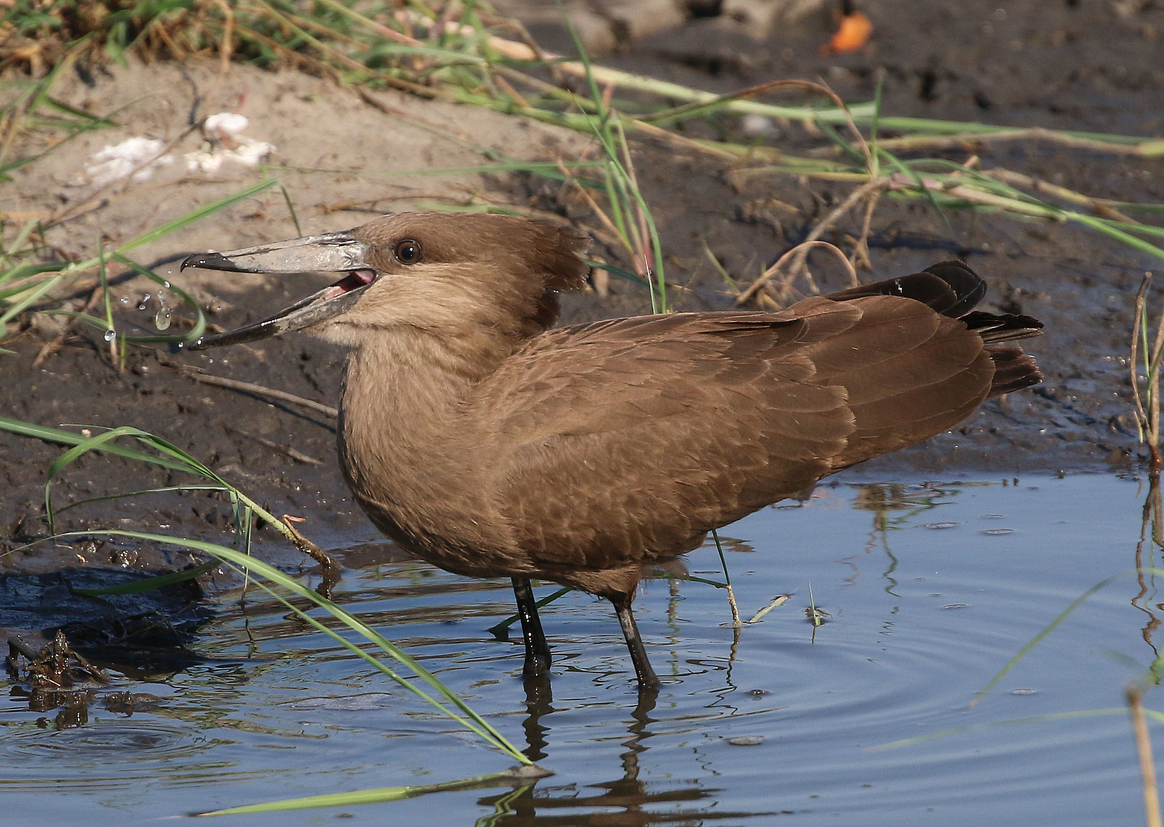 Hamerkop (Scopus umbretta)