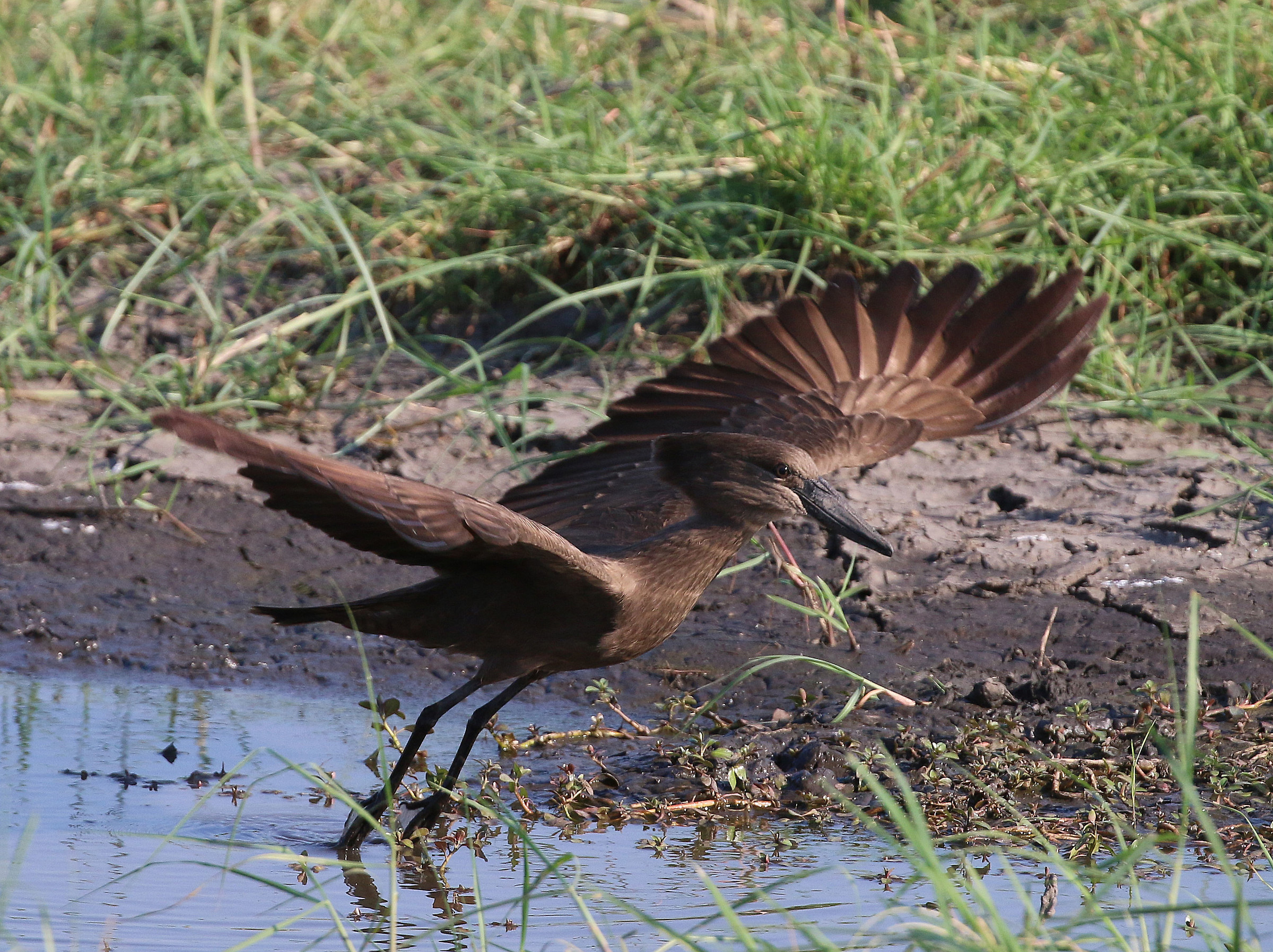 Hamerkop