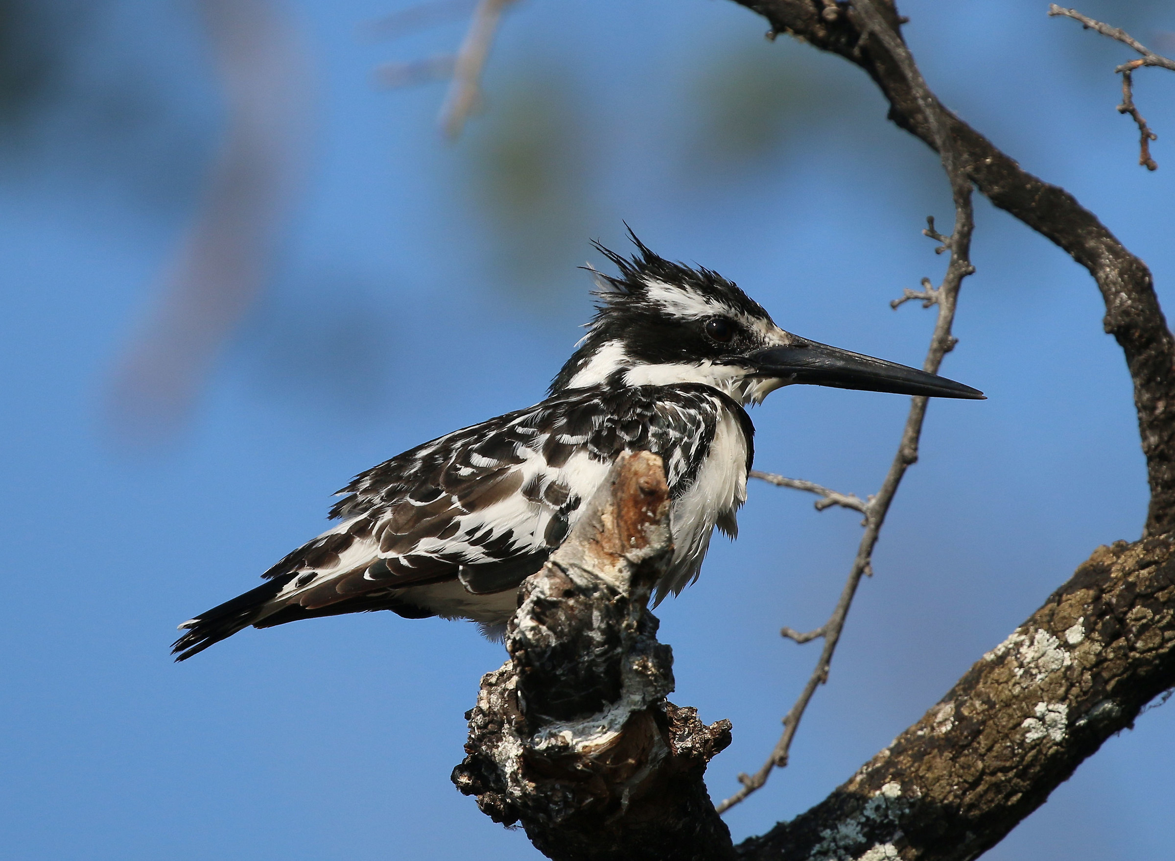 Martin pescatore bianco e nero (Ceryle rudis)