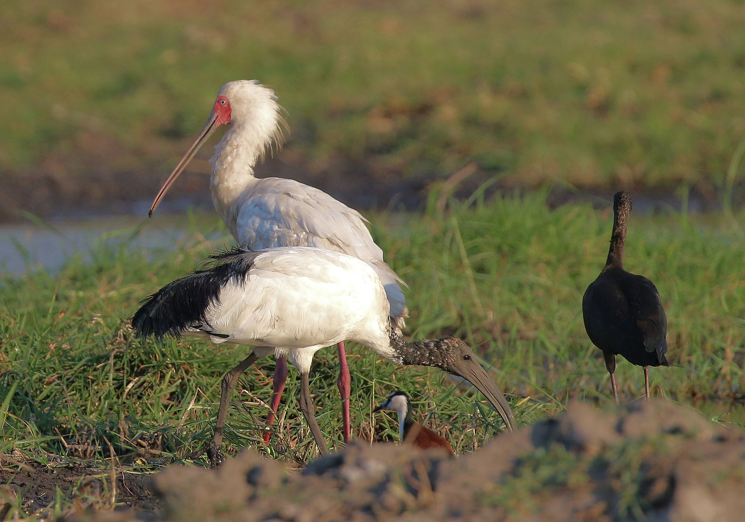 Ibis sacro con spatola