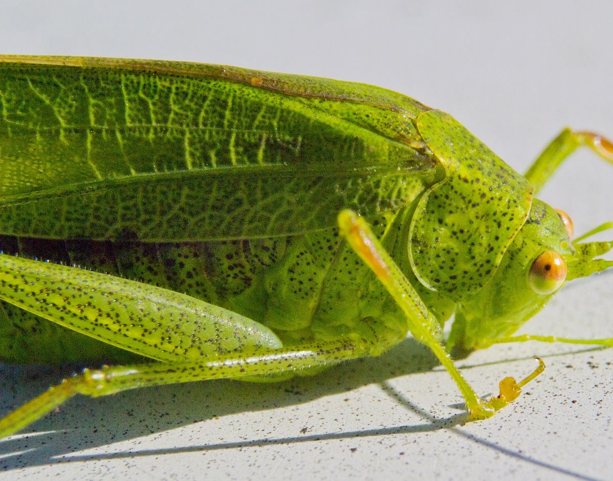 Cricket Profile